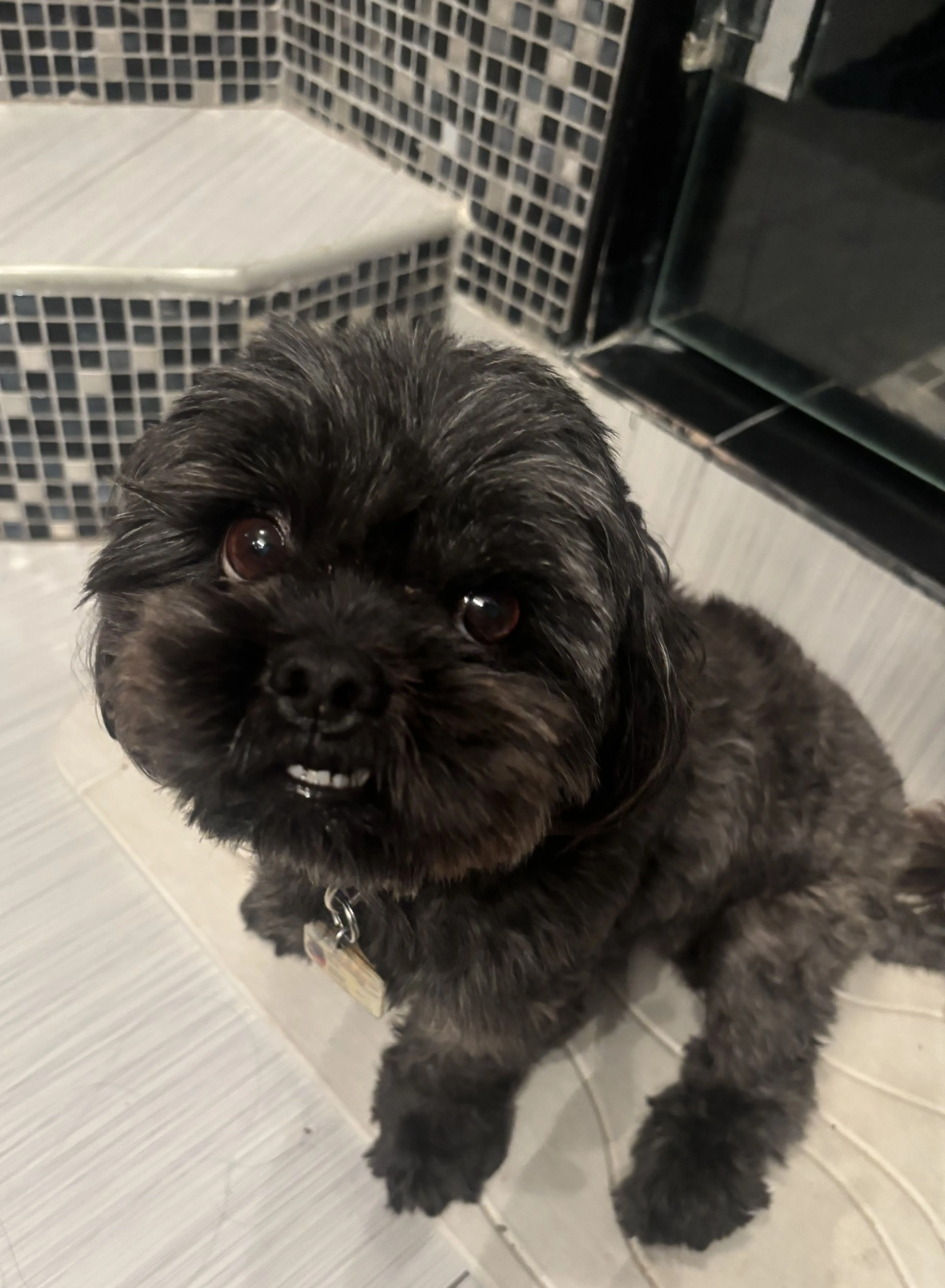 Lost pet