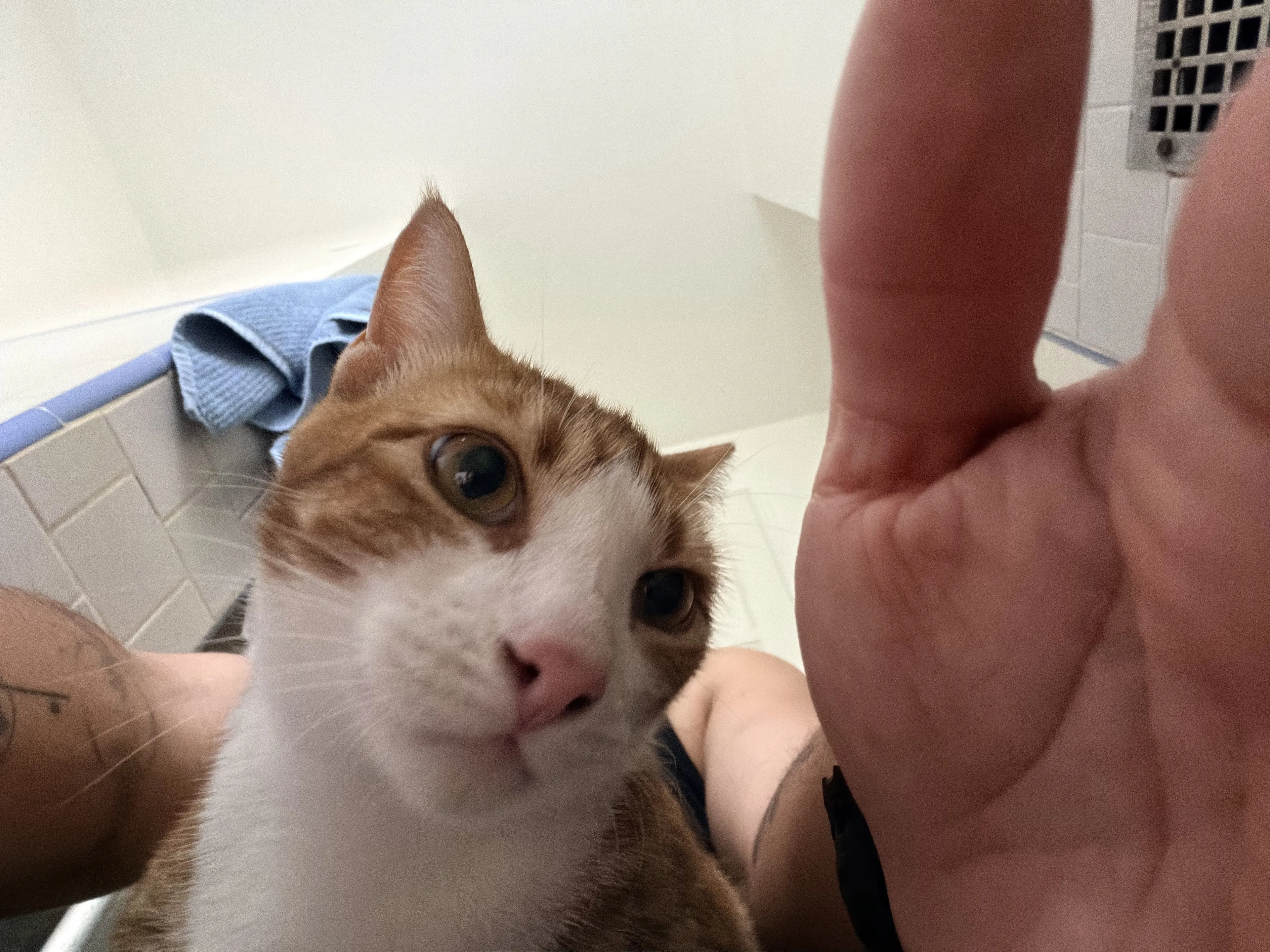 Lost pet-0