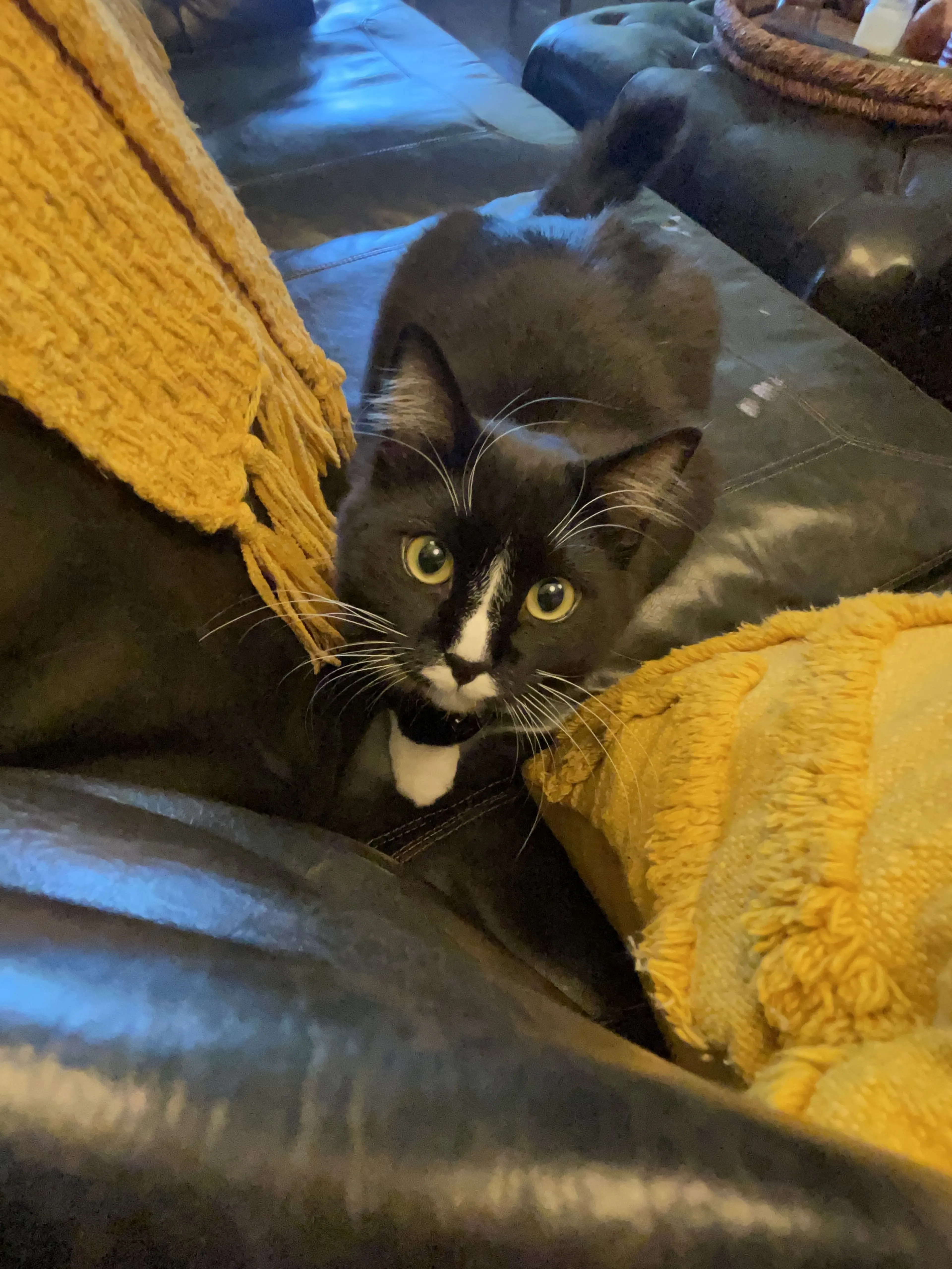 Lost pet-2