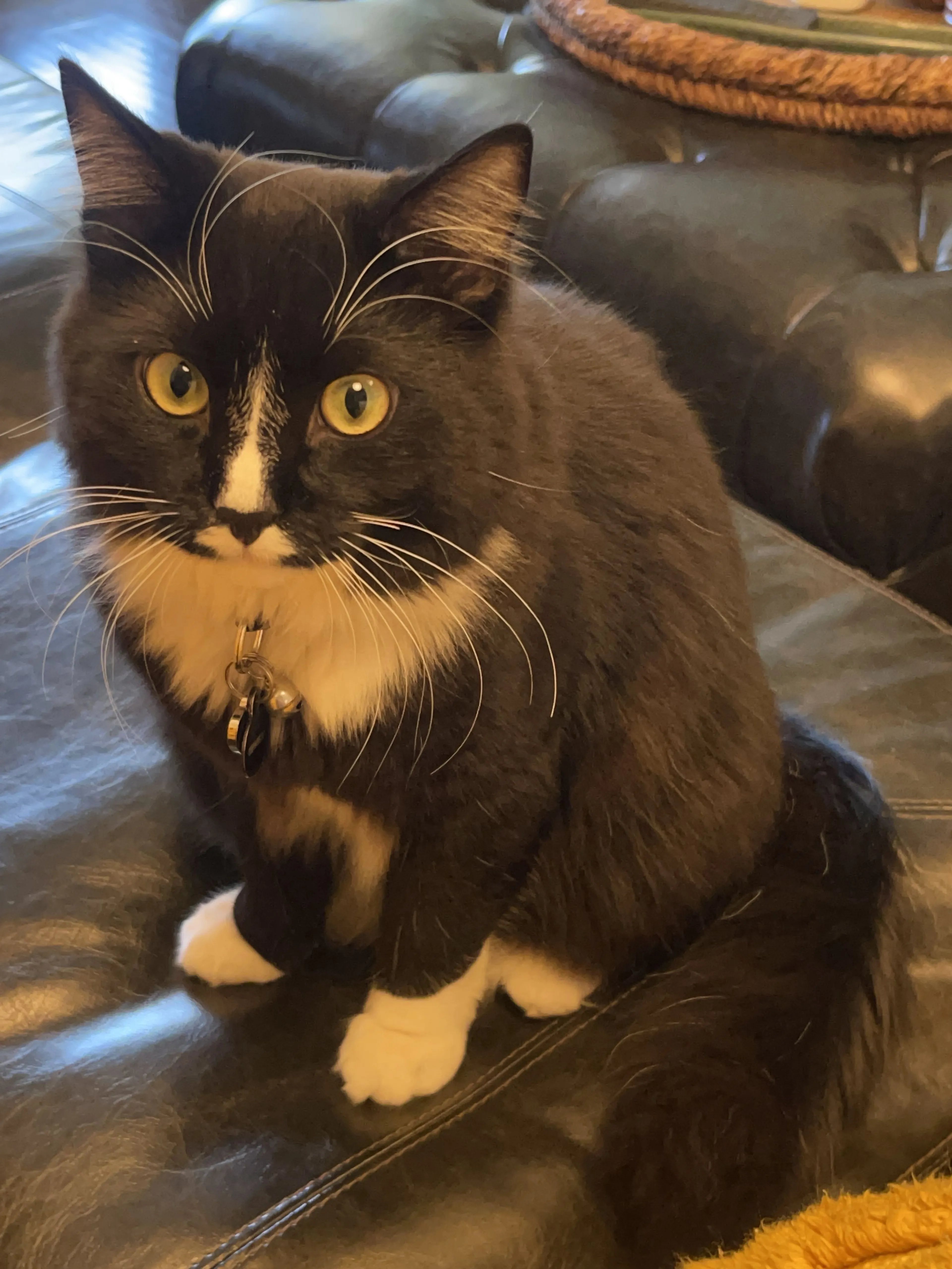 Lost pet-1