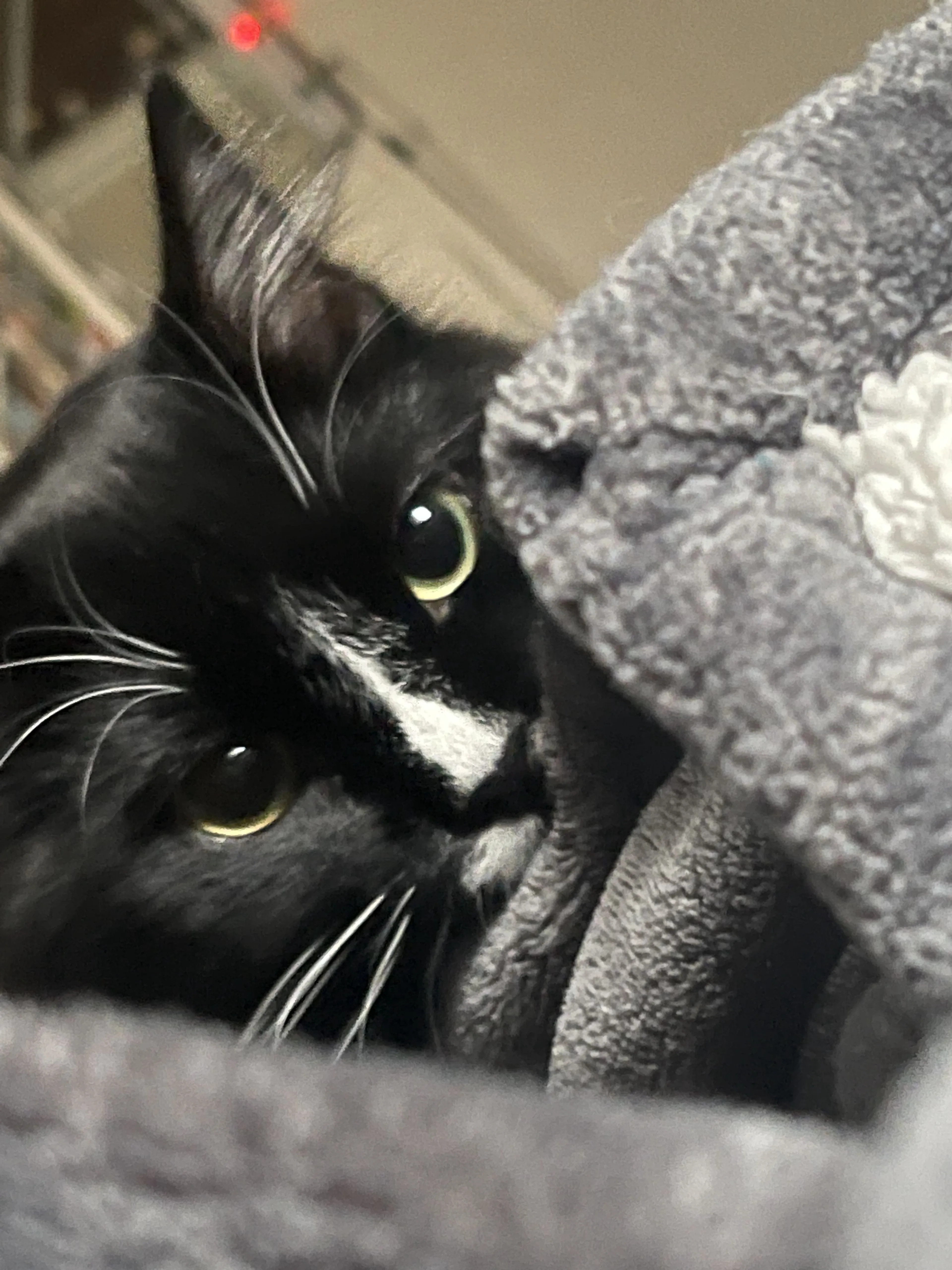 Lost pet-3