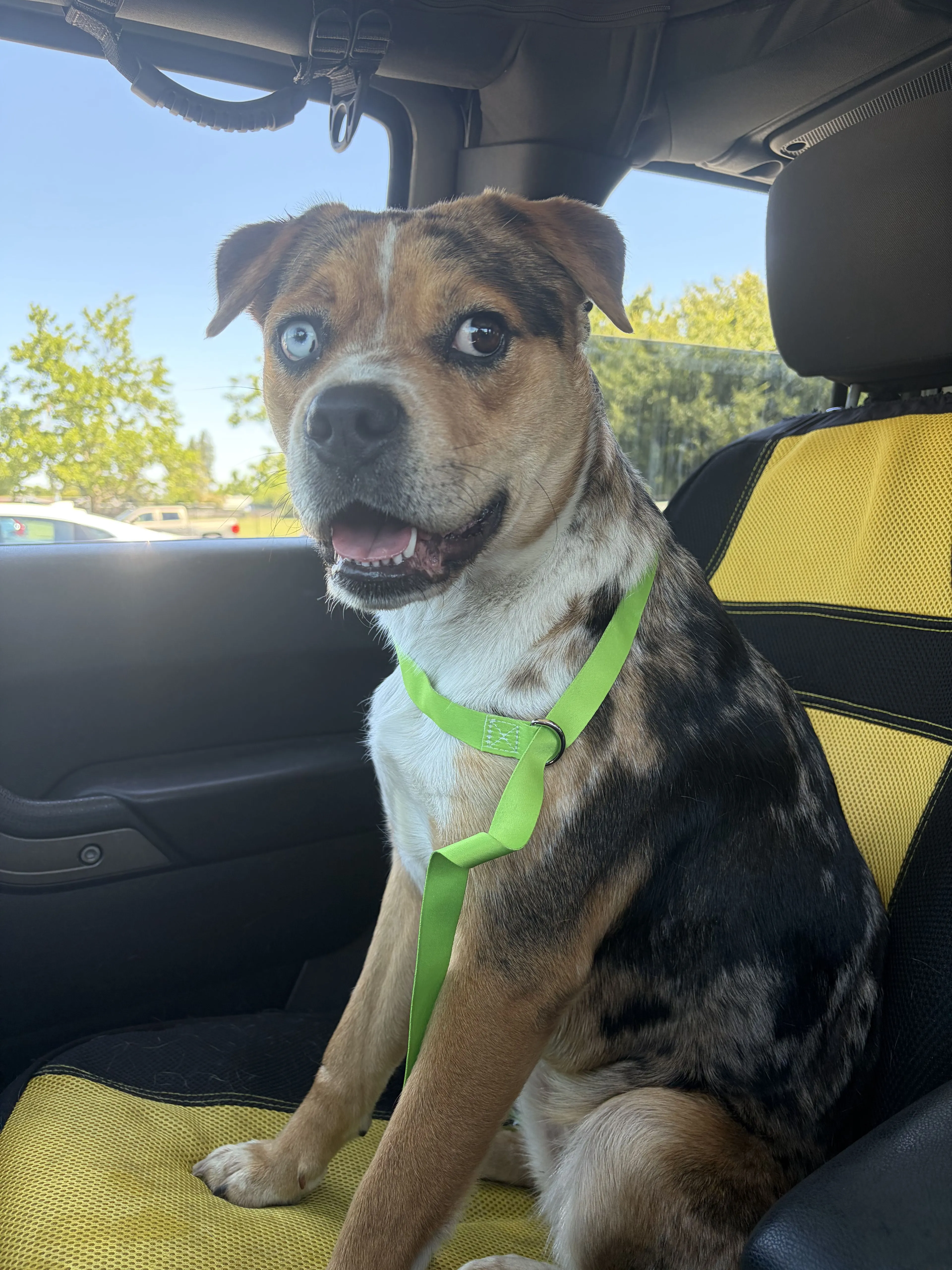 Lost pet