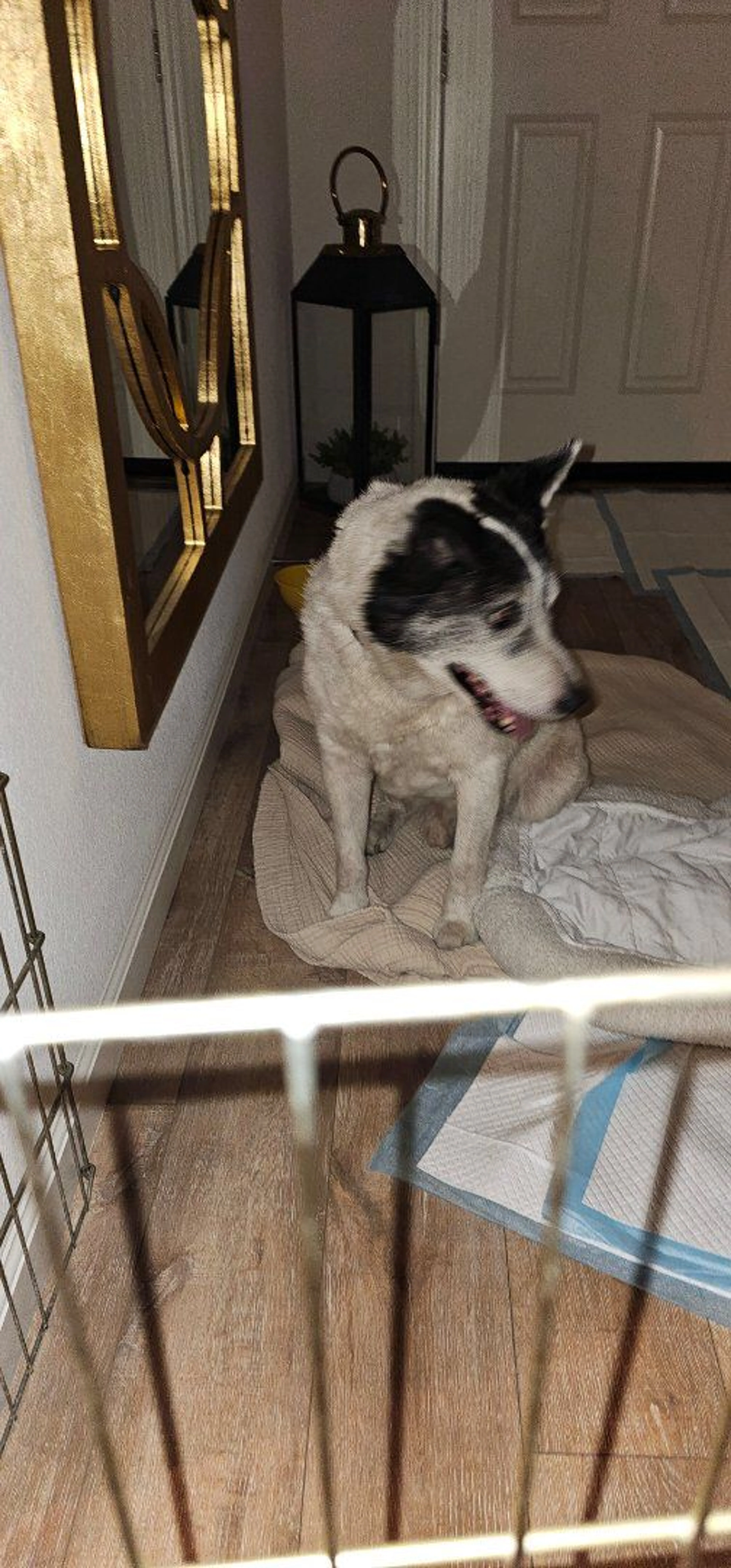 Lost pet-0
