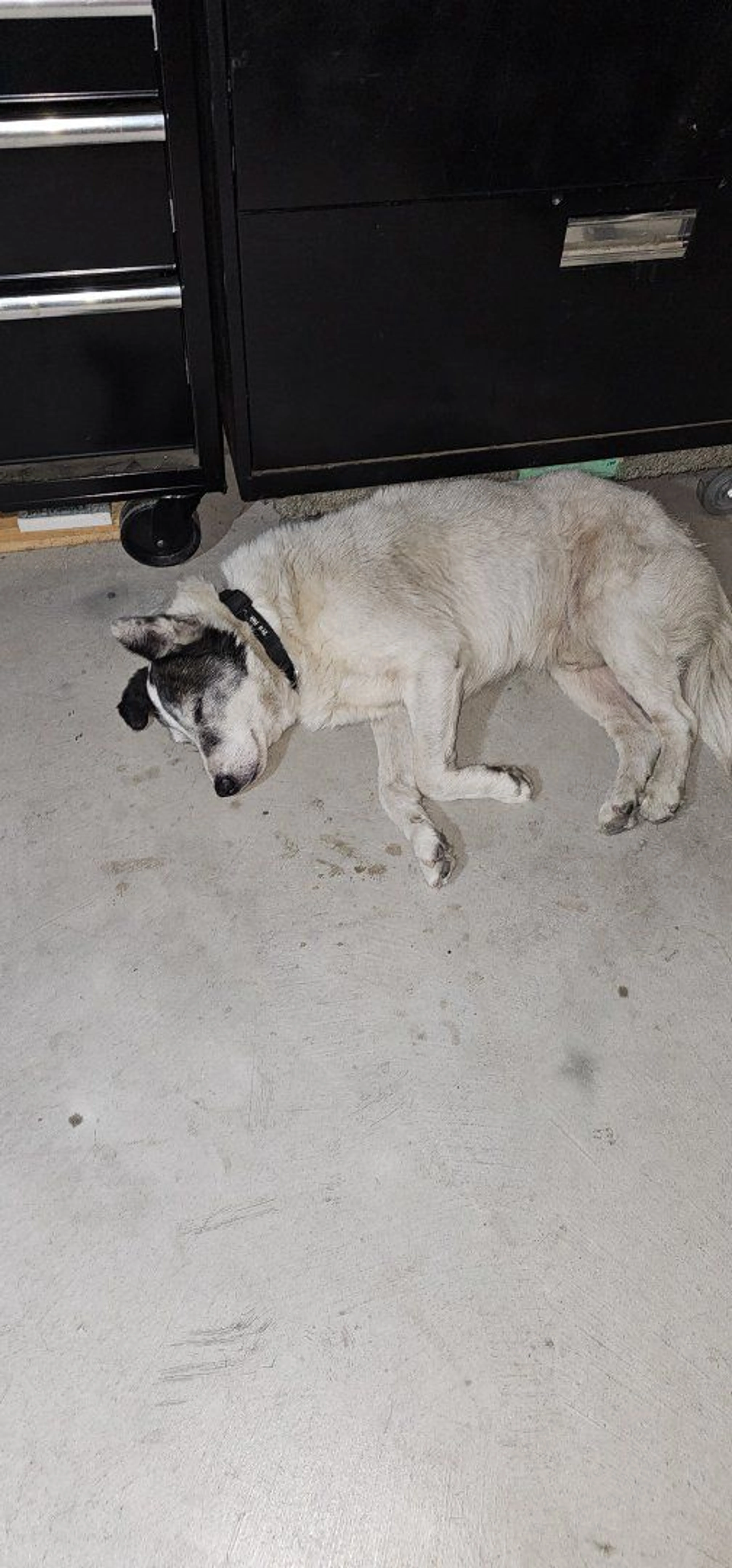 Lost pet-3