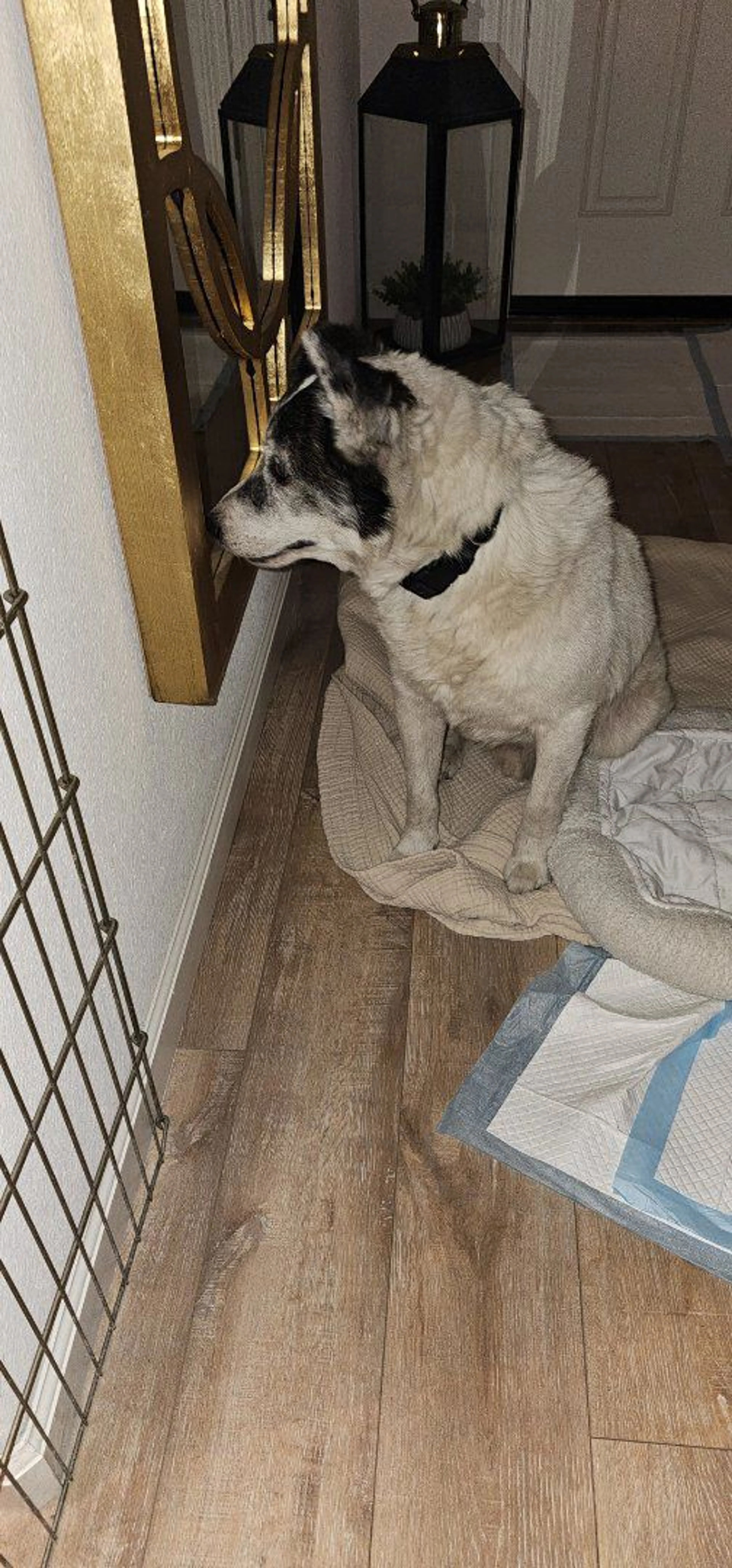 Lost pet-2