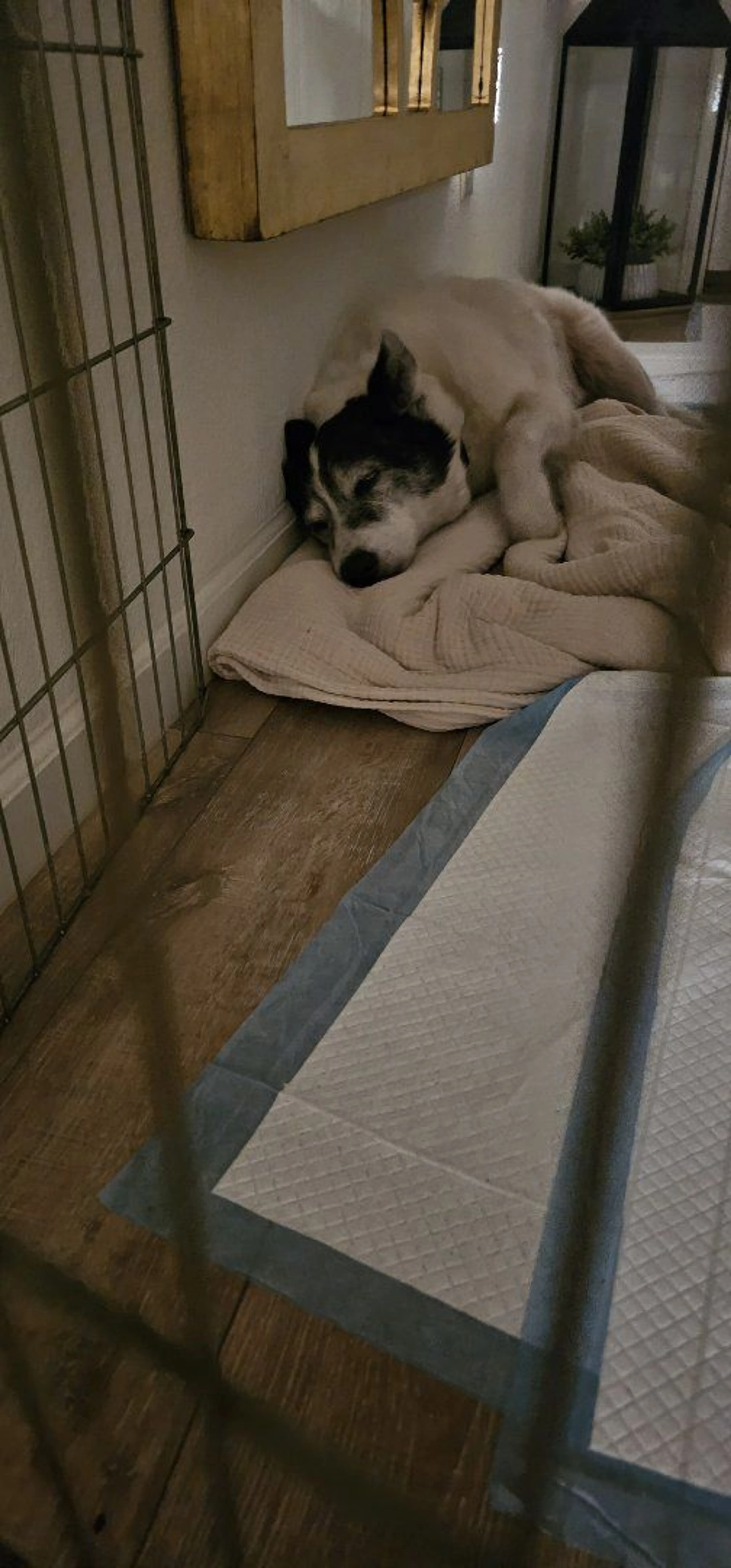 Lost pet-1