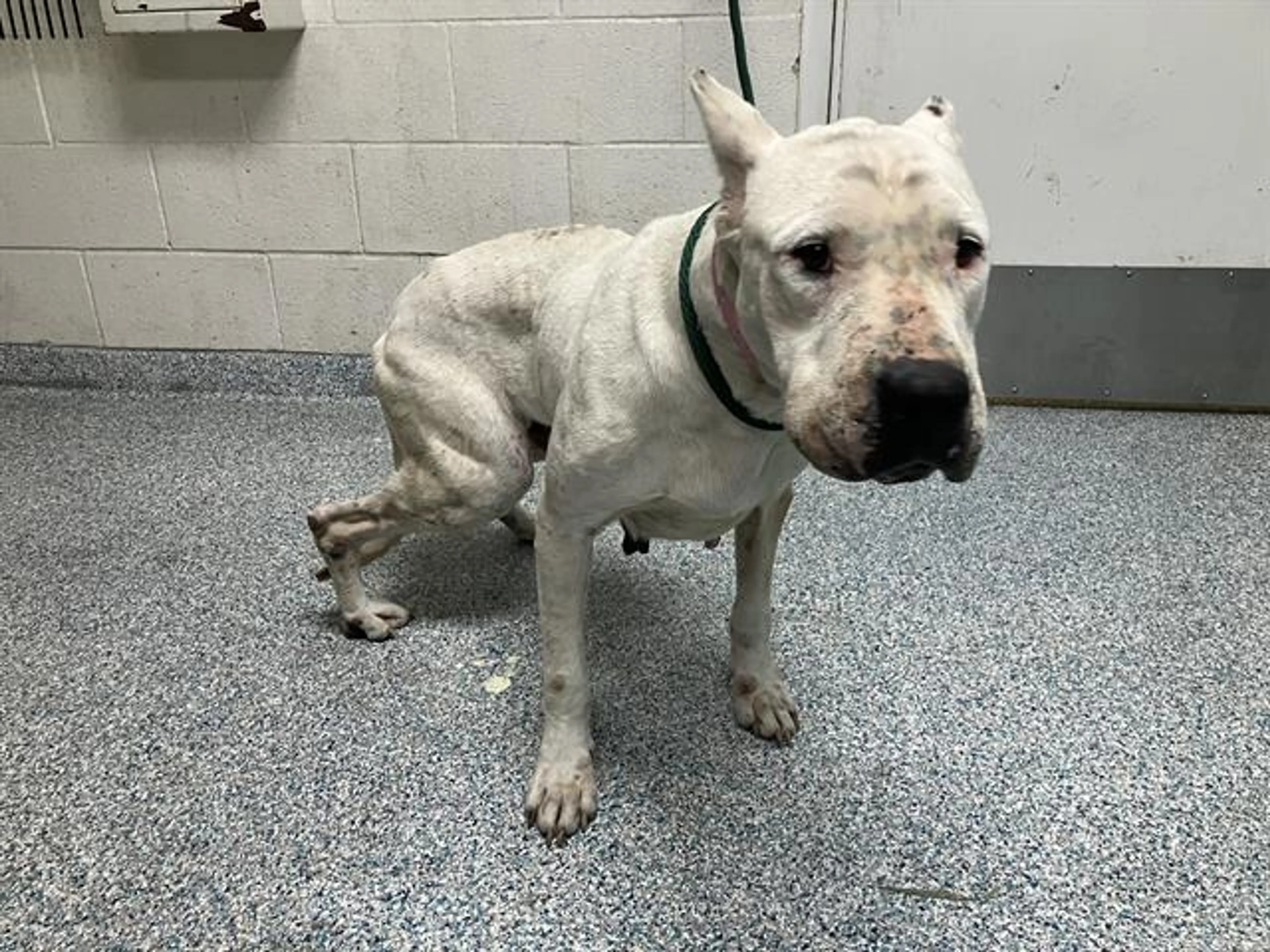 Found pet