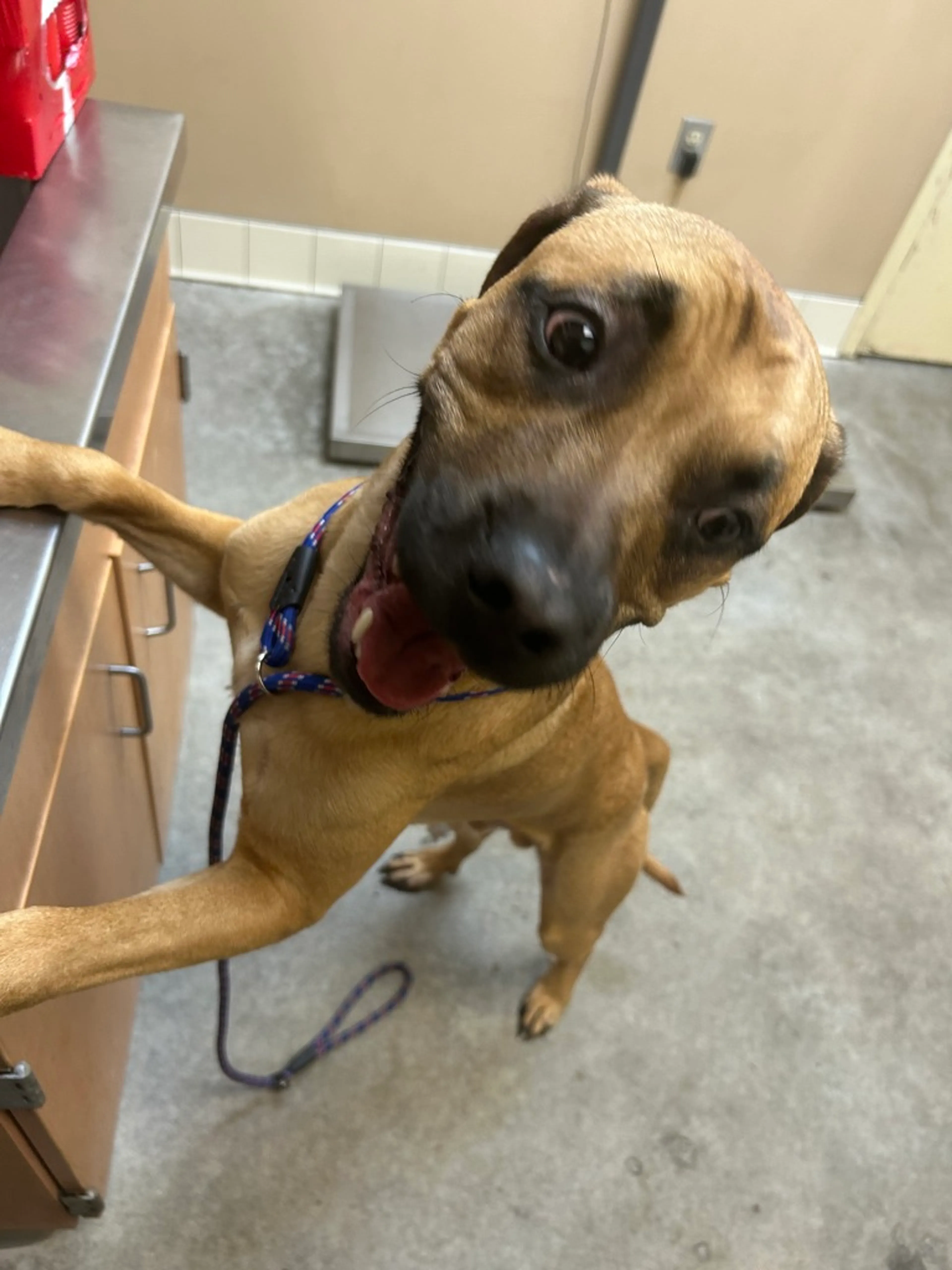 Found pet