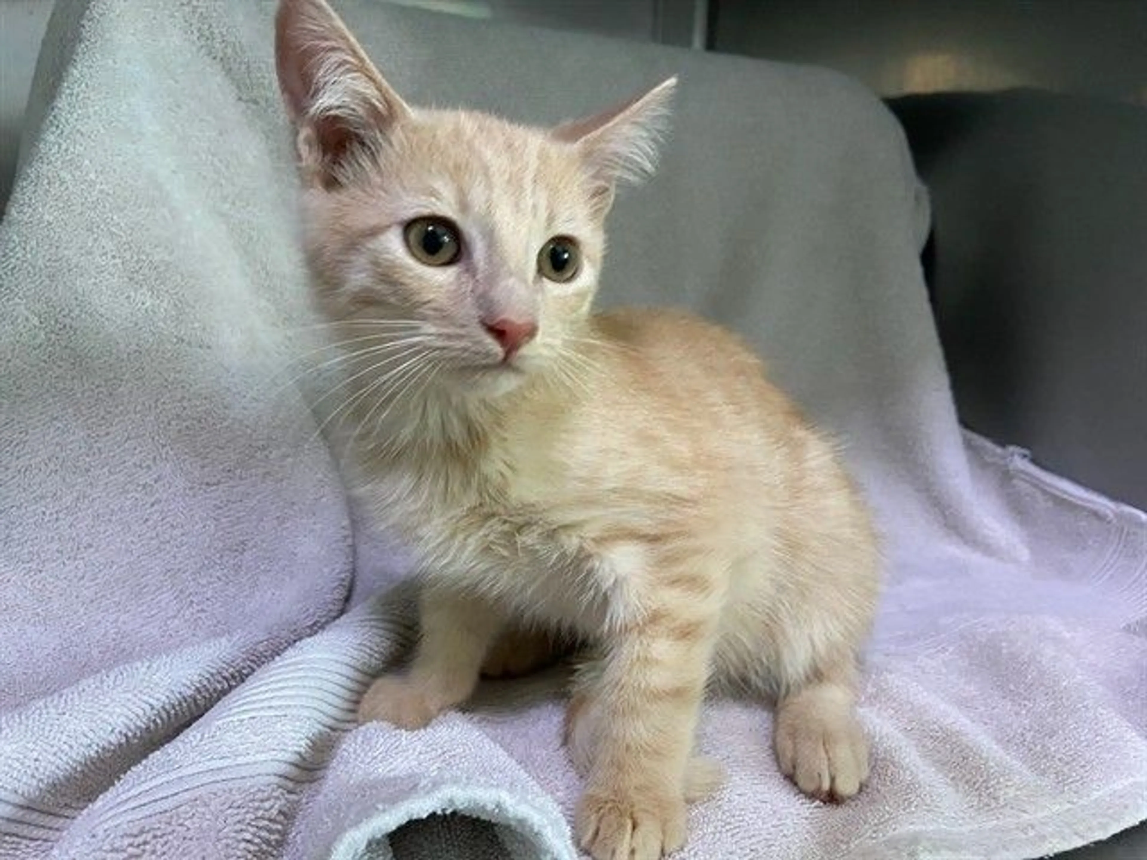 Found pet