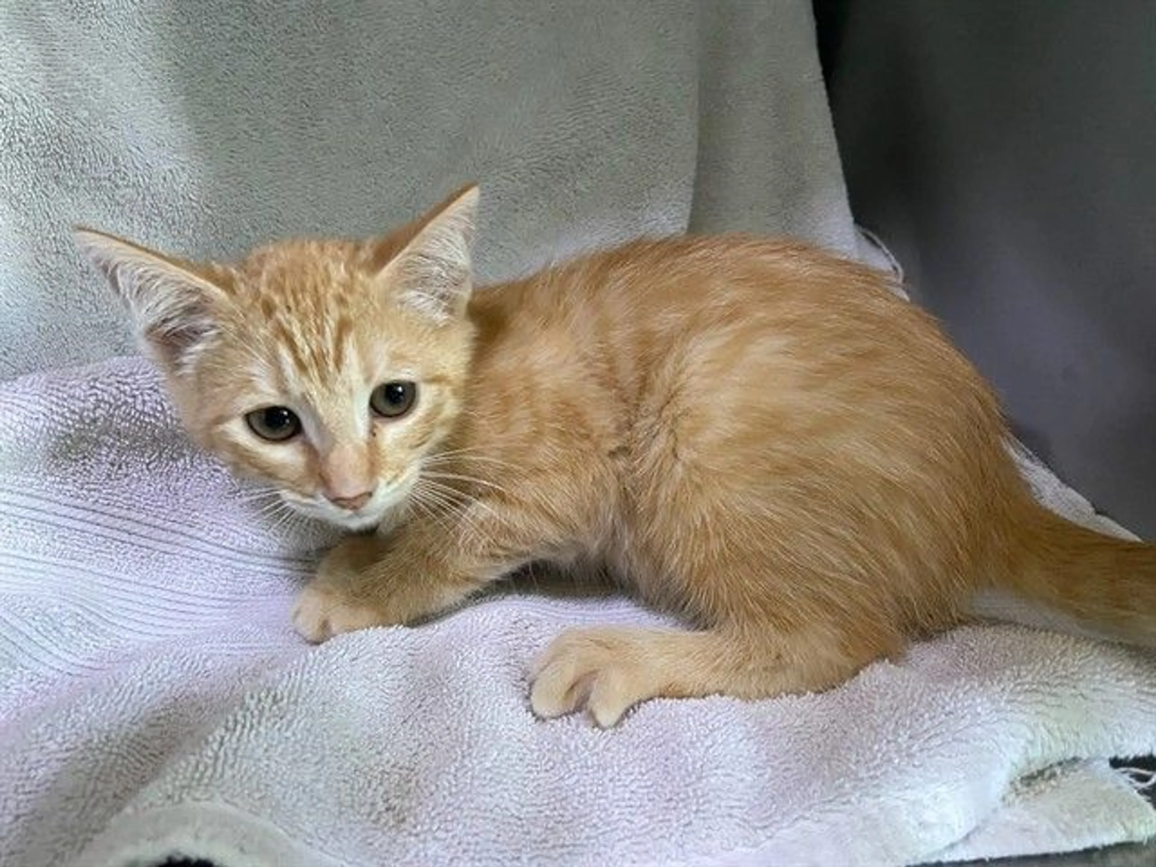 Found pet