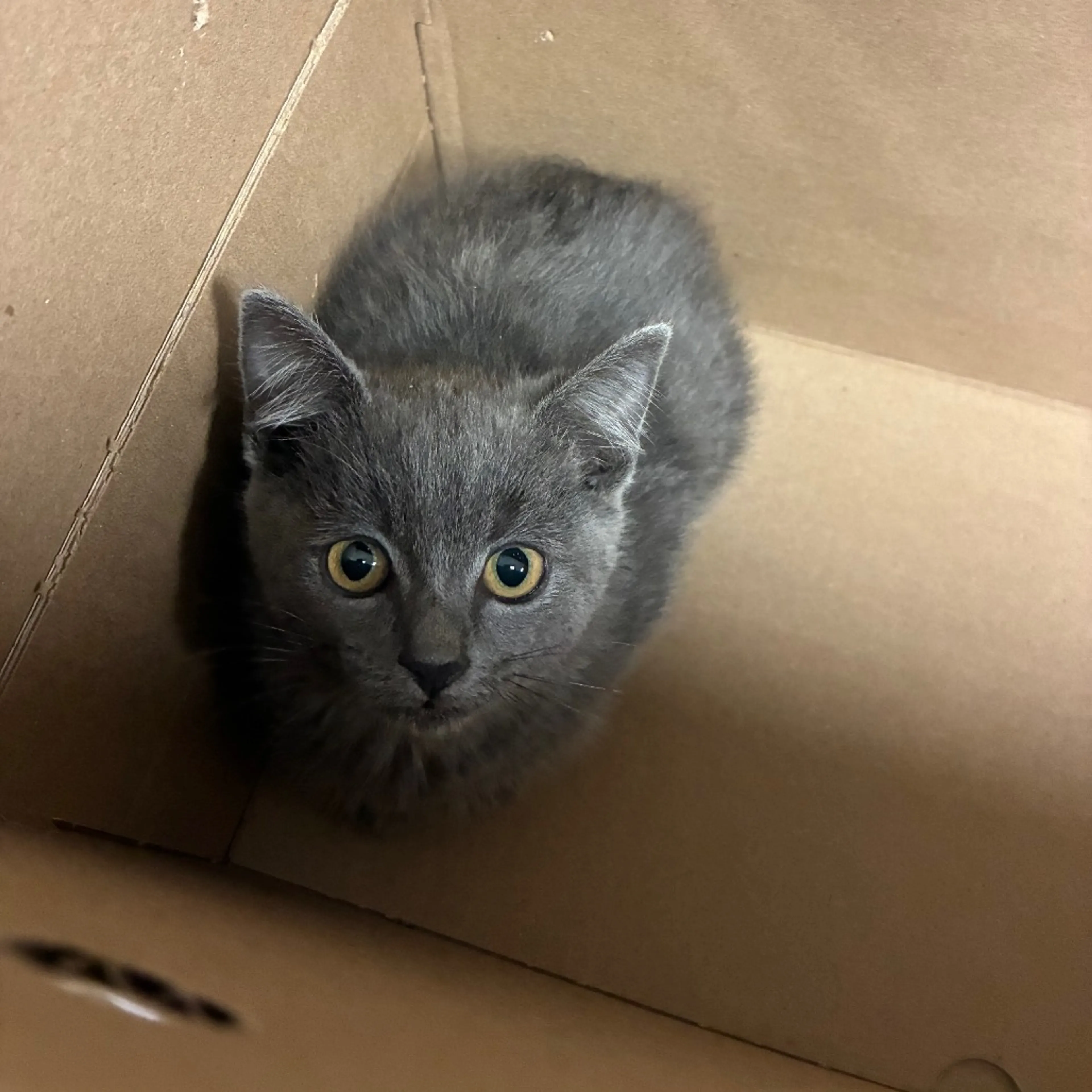 Found pet