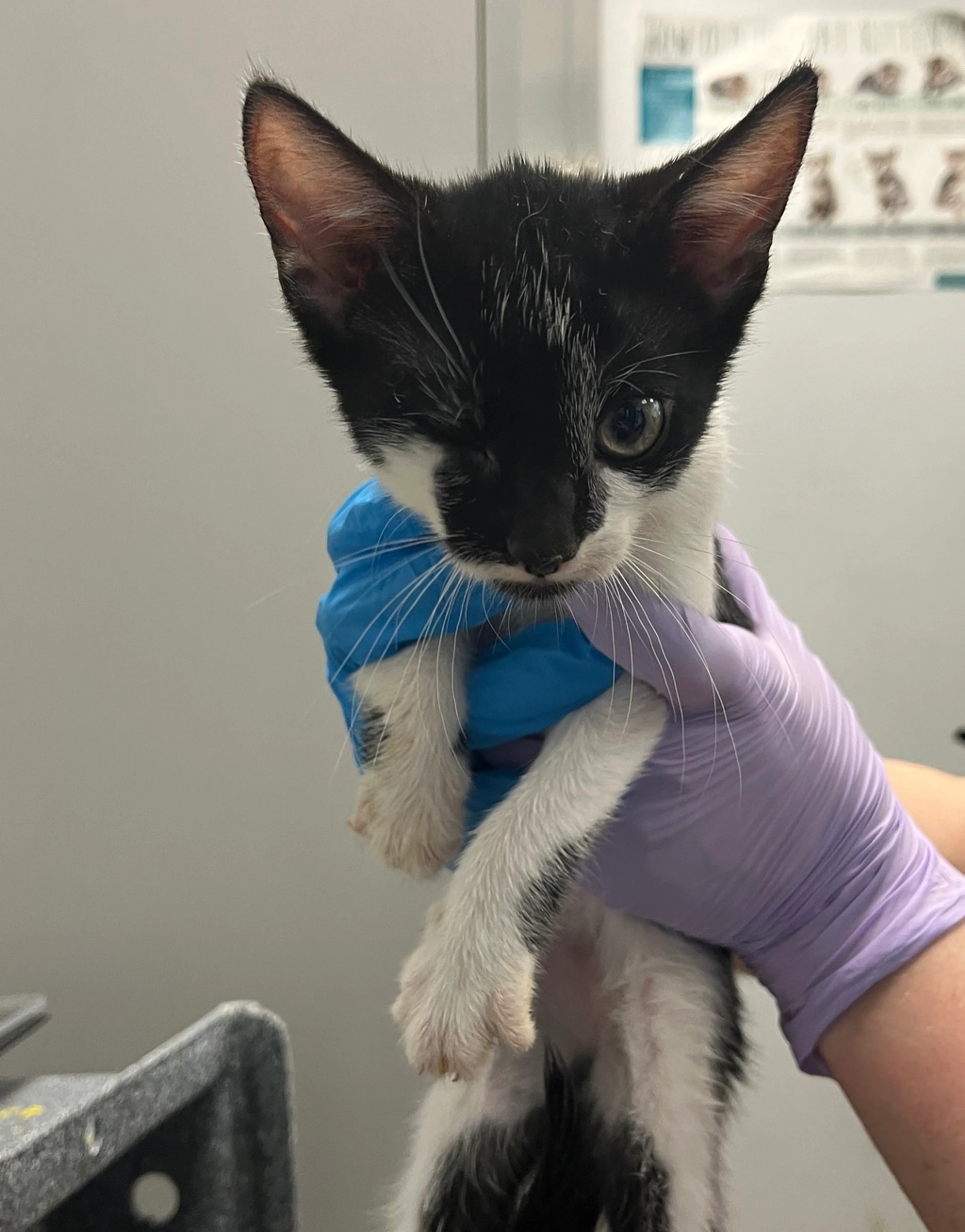 Found pet