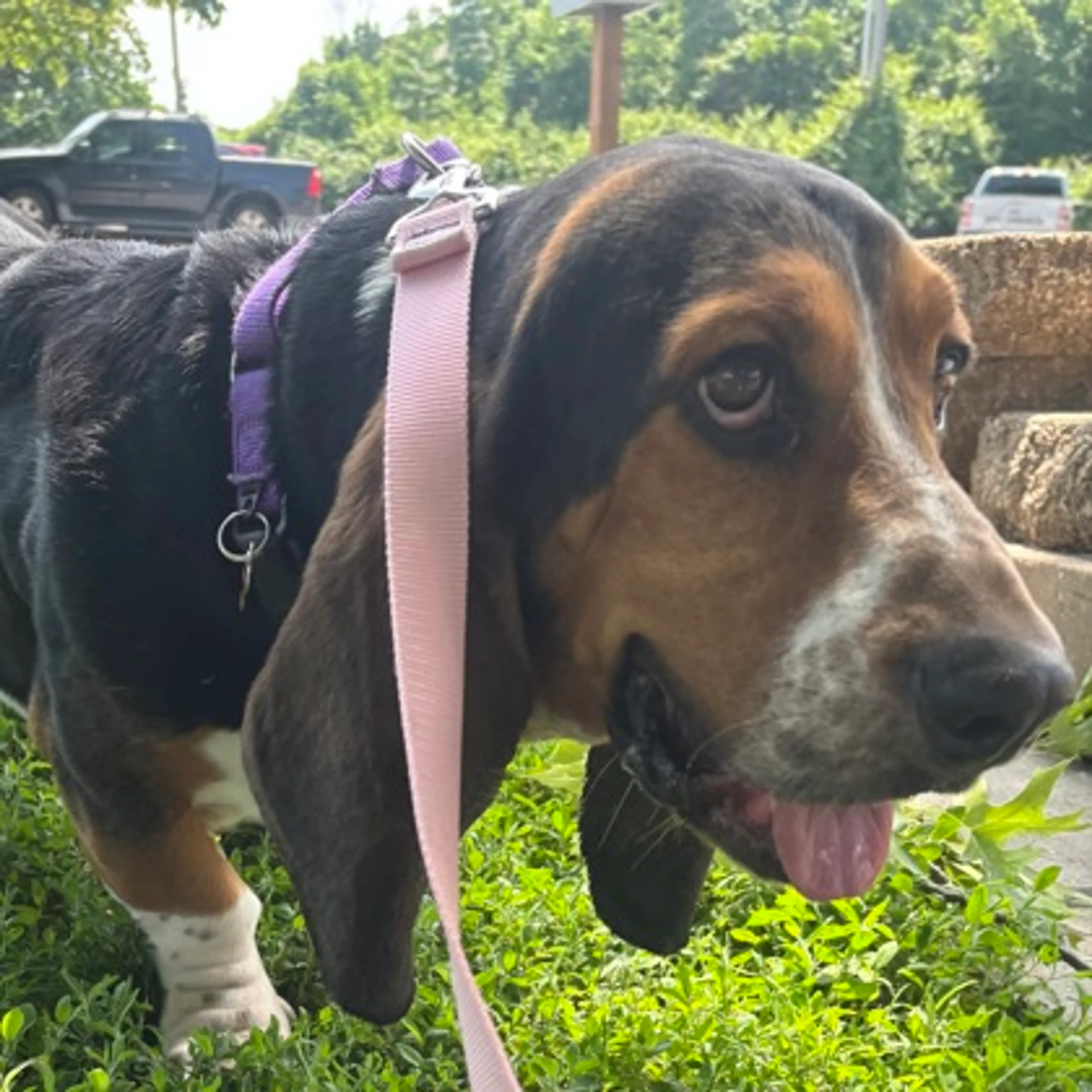 Found pet