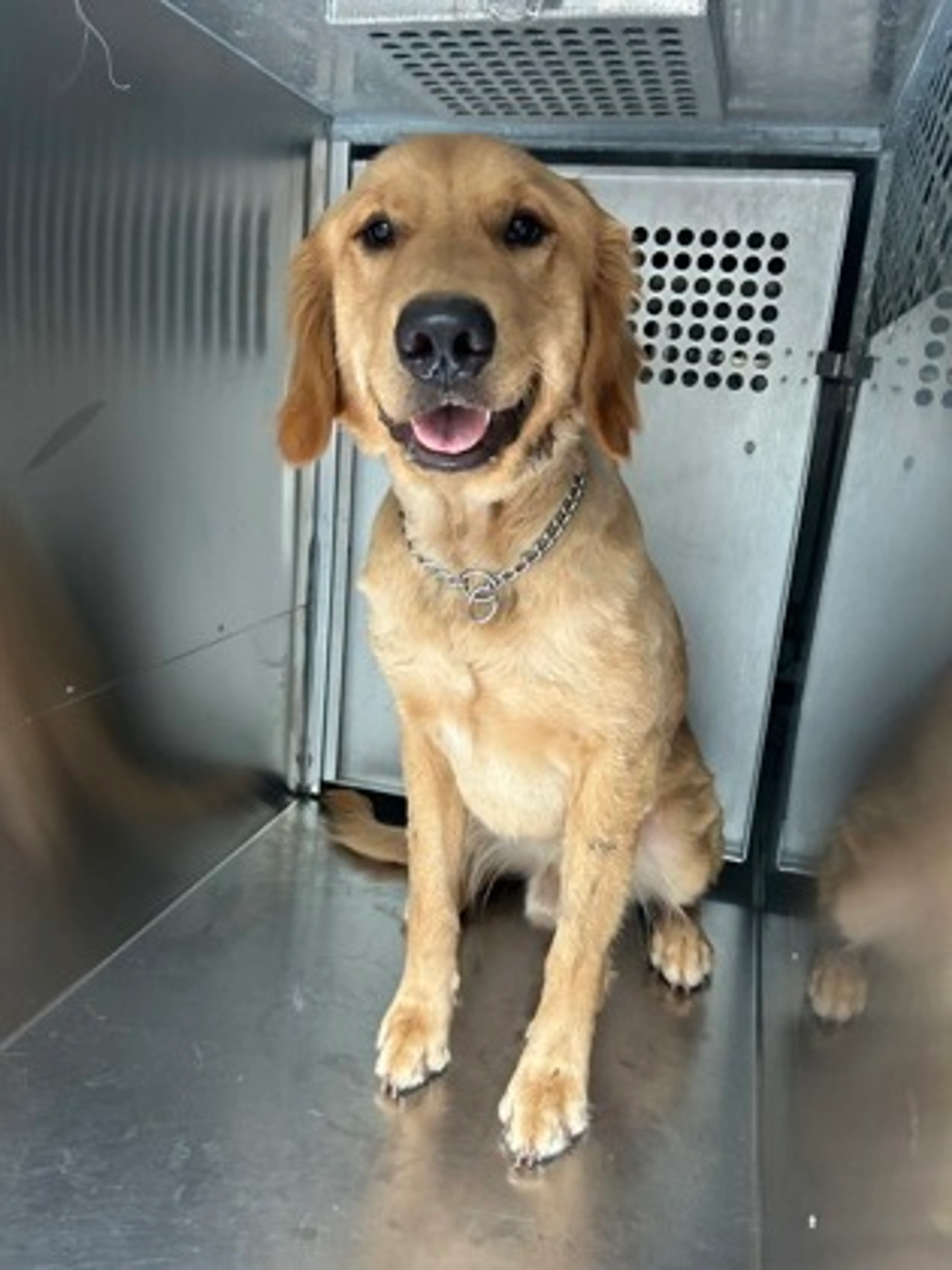 Found pet