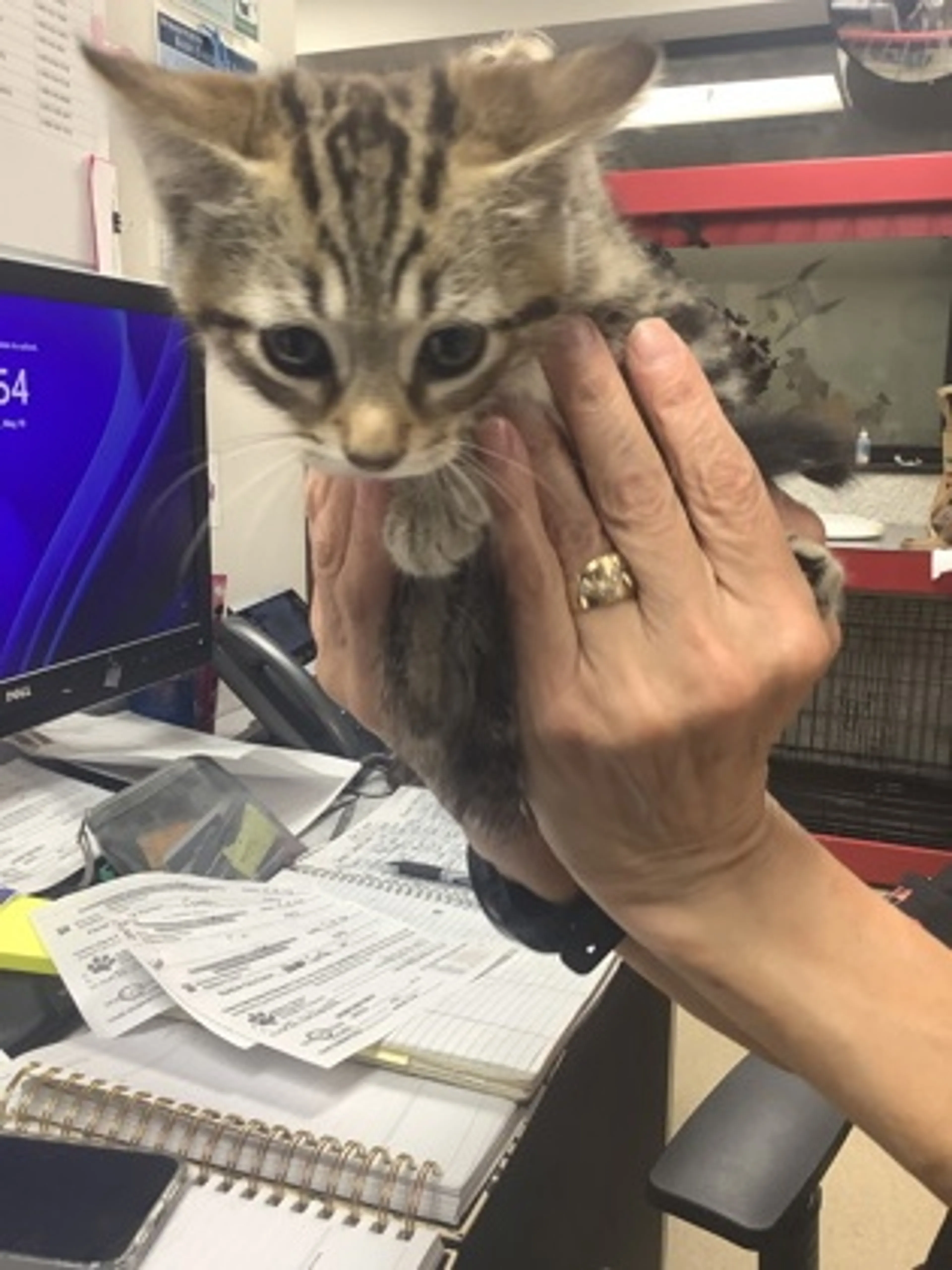 Found pet