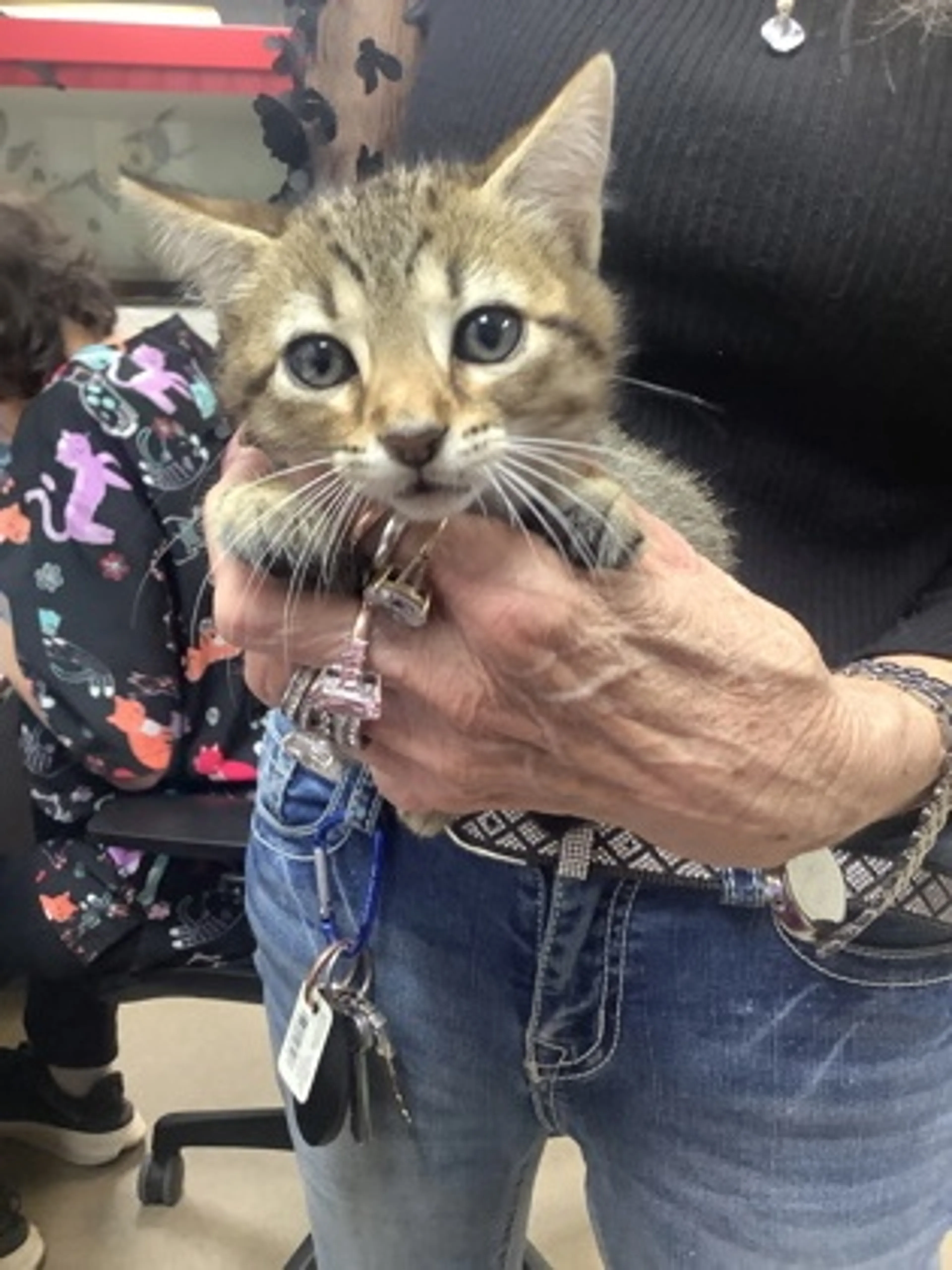 Found pet