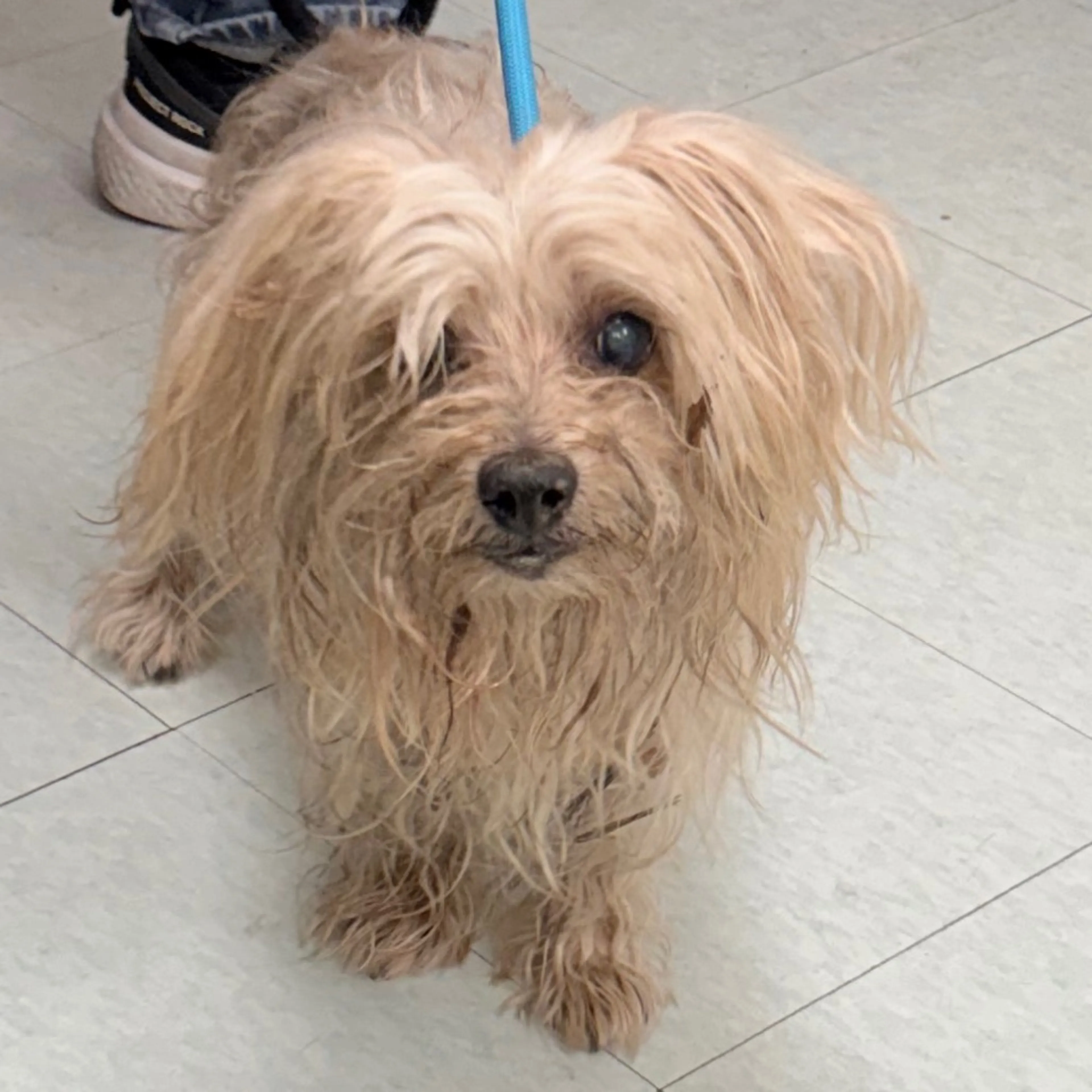 Found pet-2