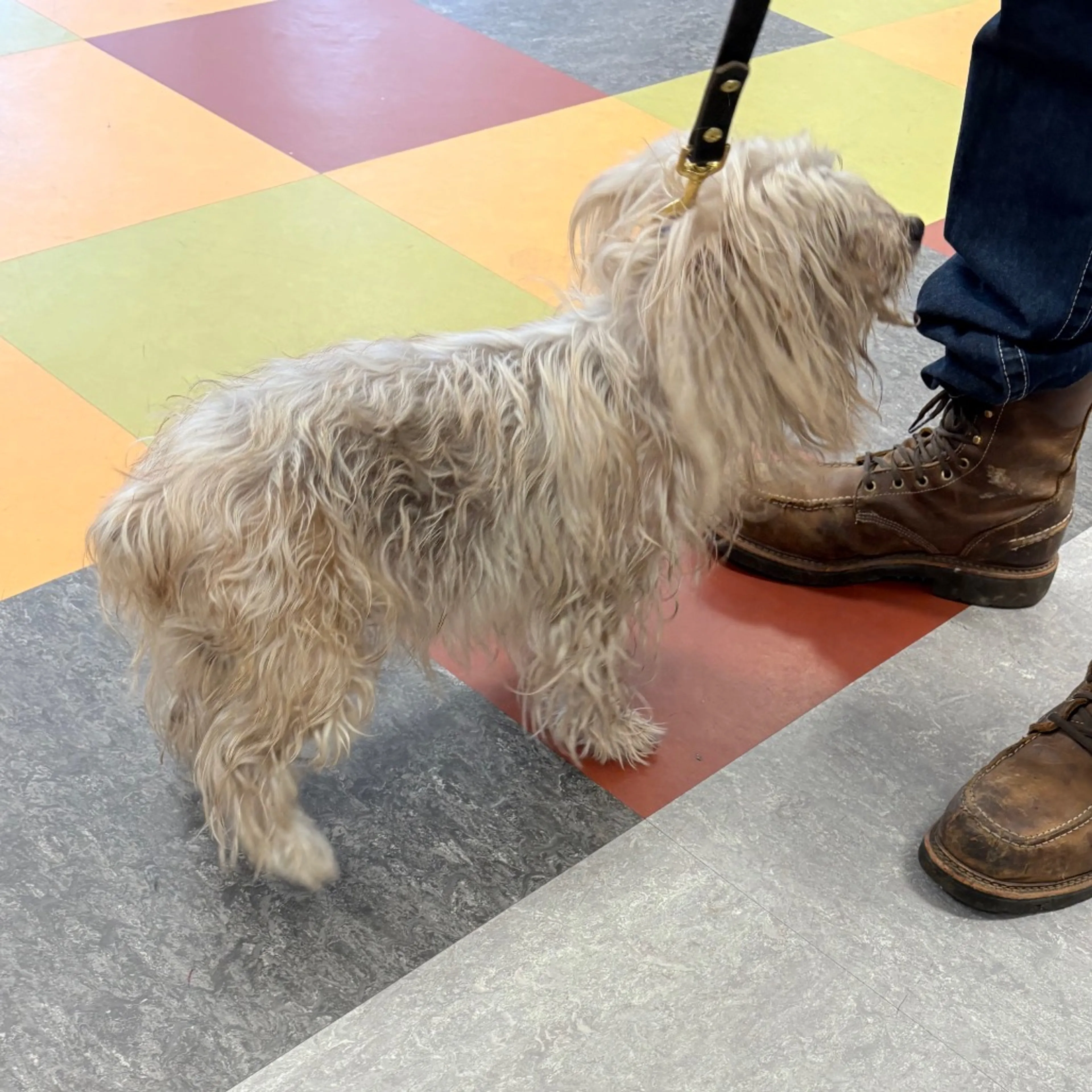 Found pet-1