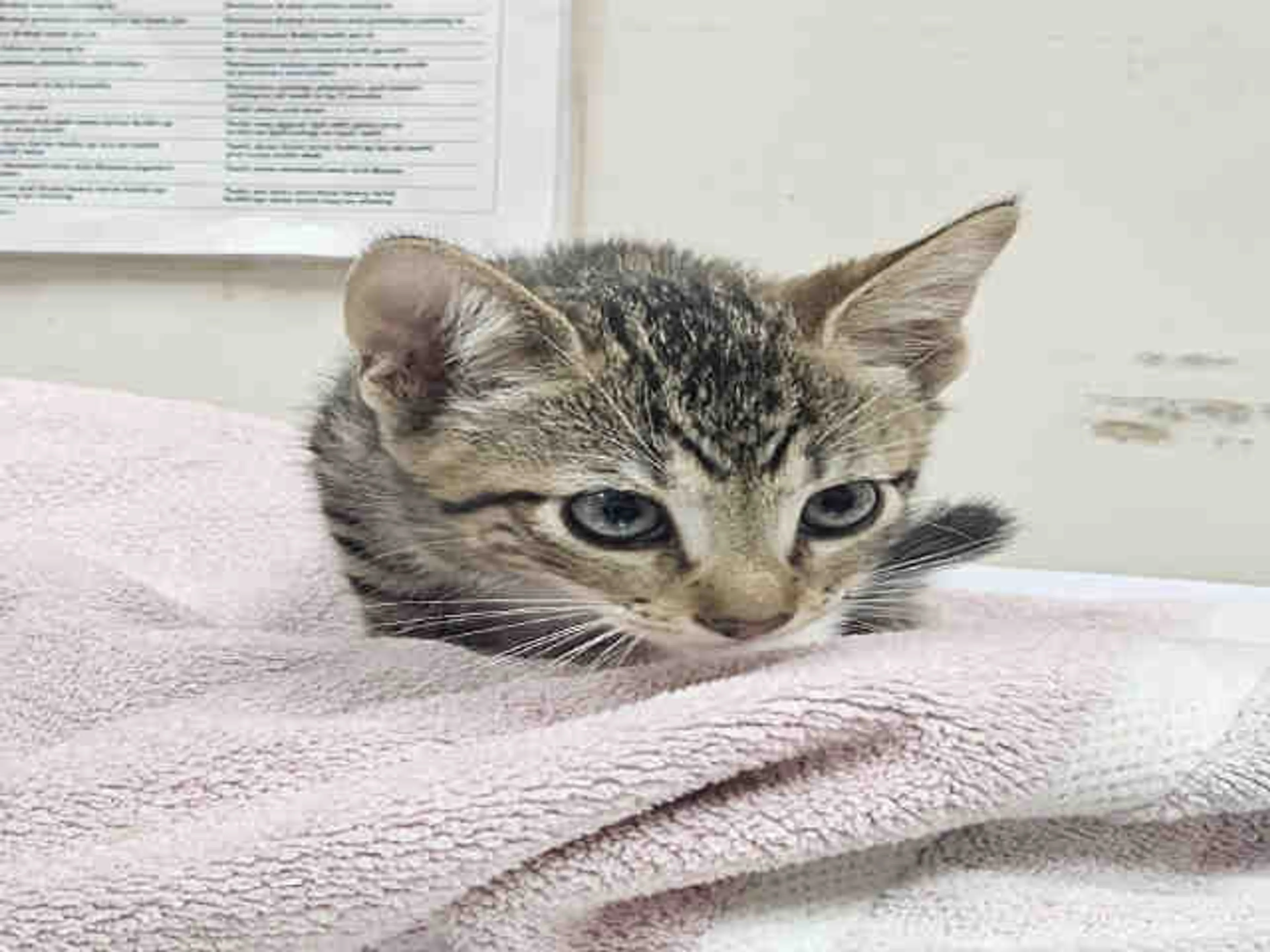Found pet