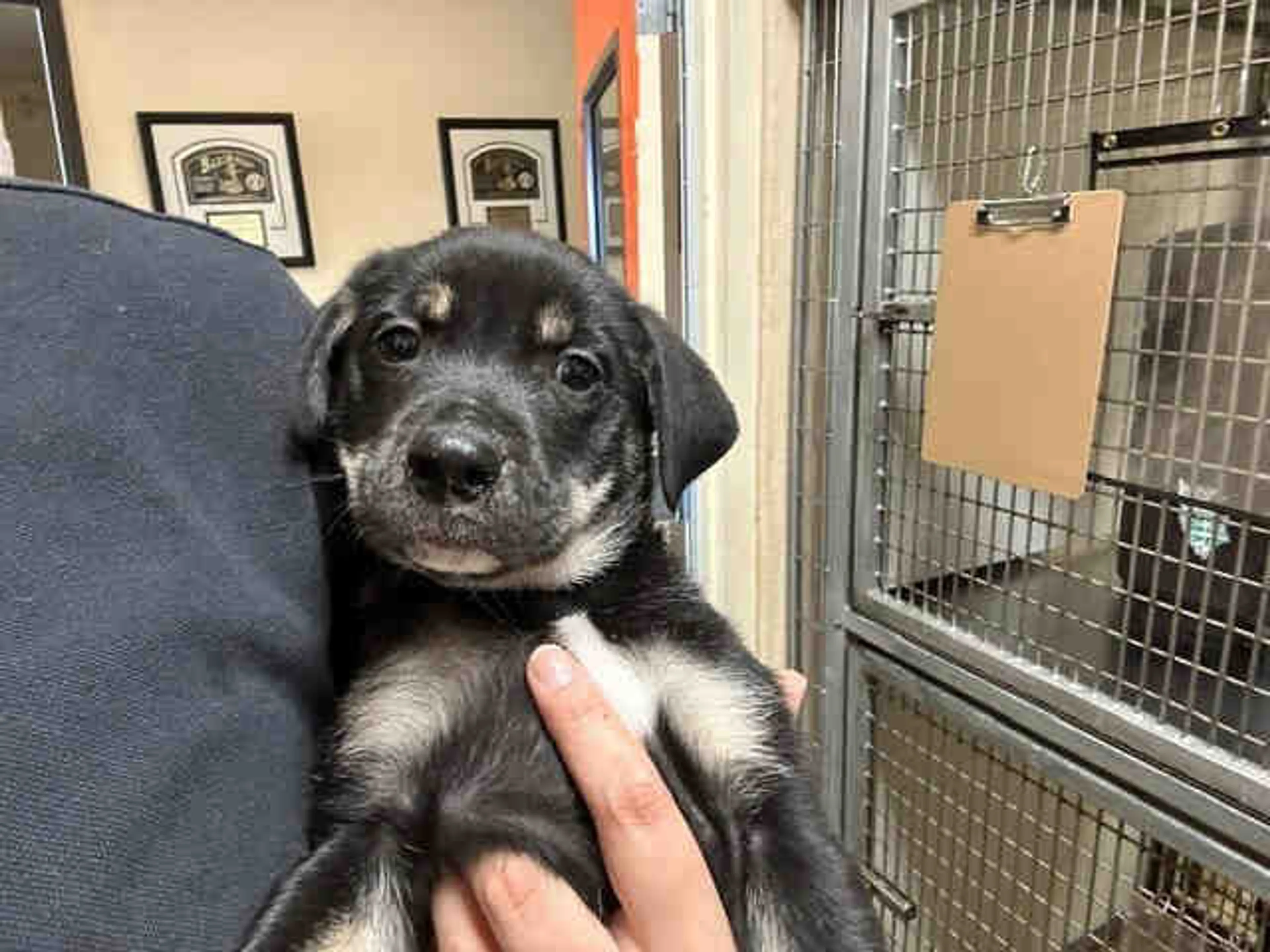 Found pet