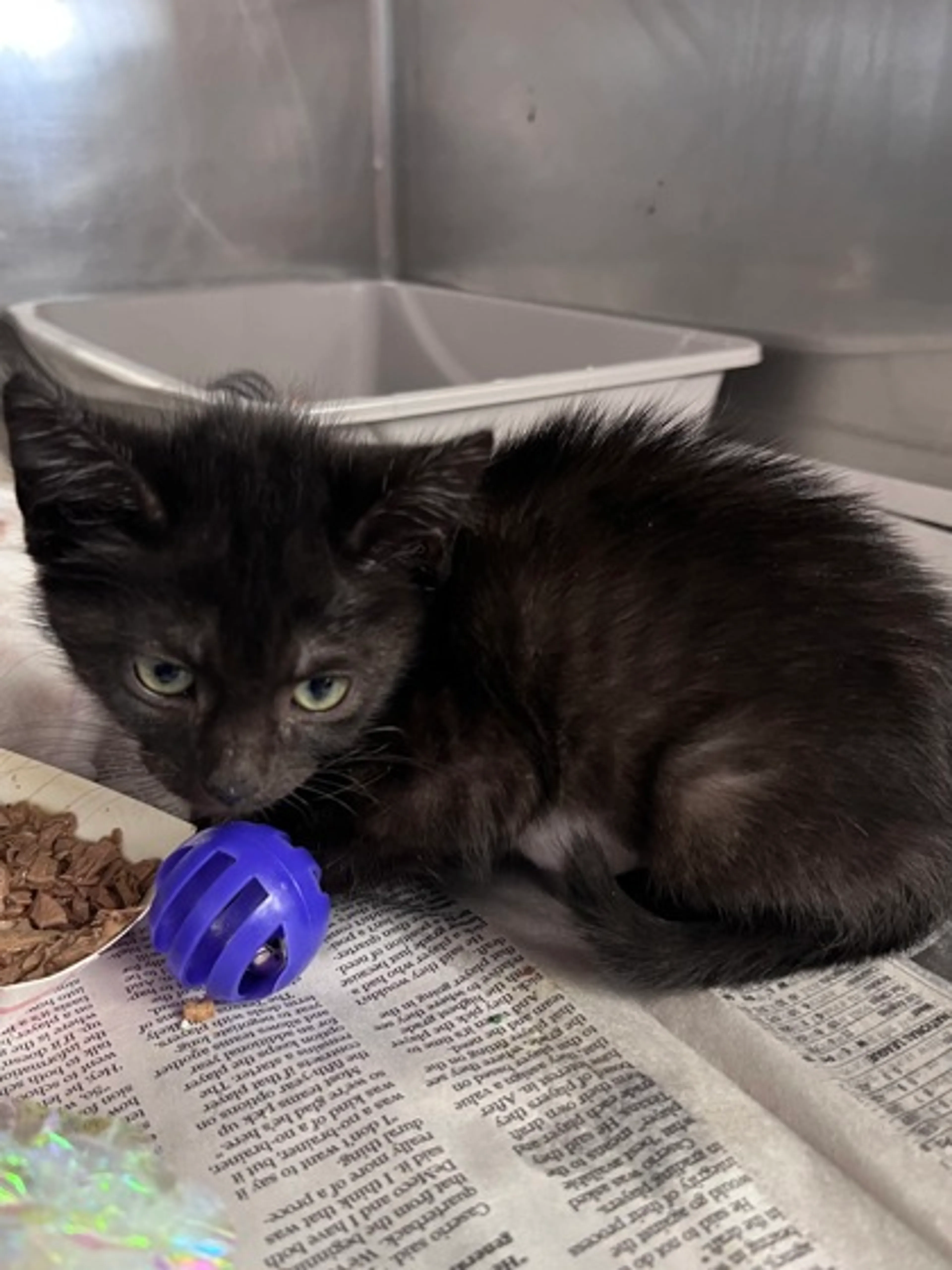 Found pet-1