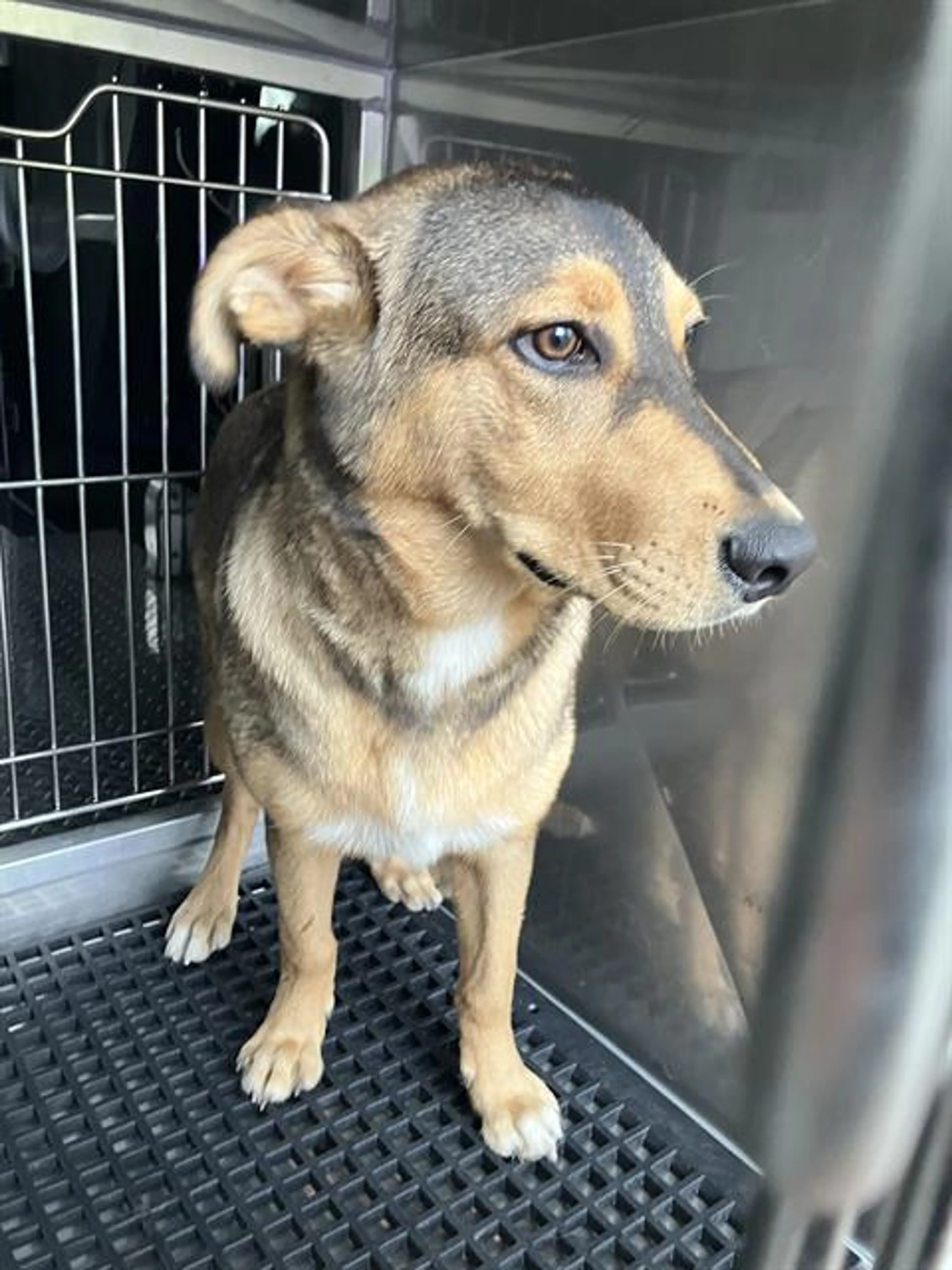 Found pet