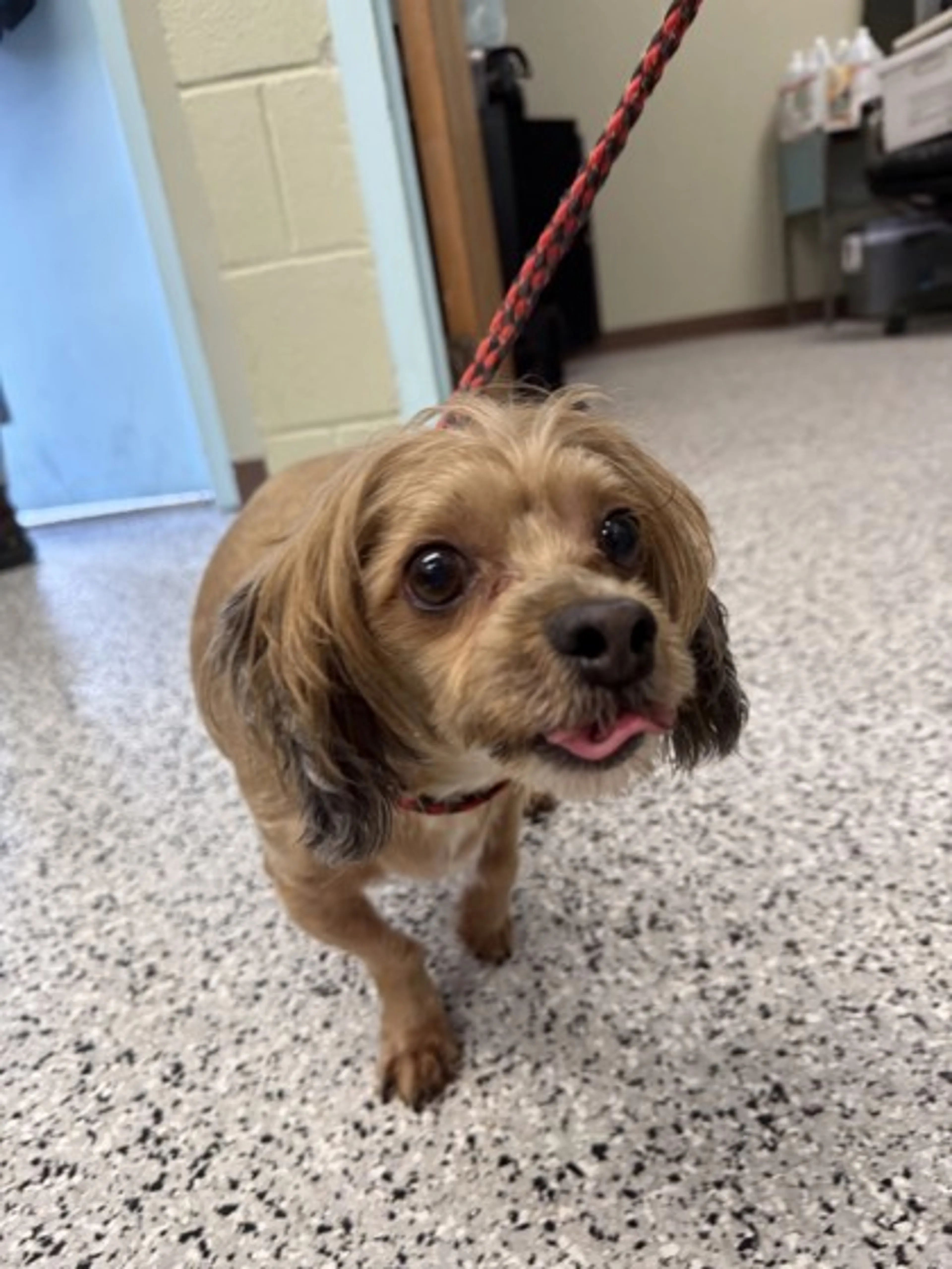 Found pet