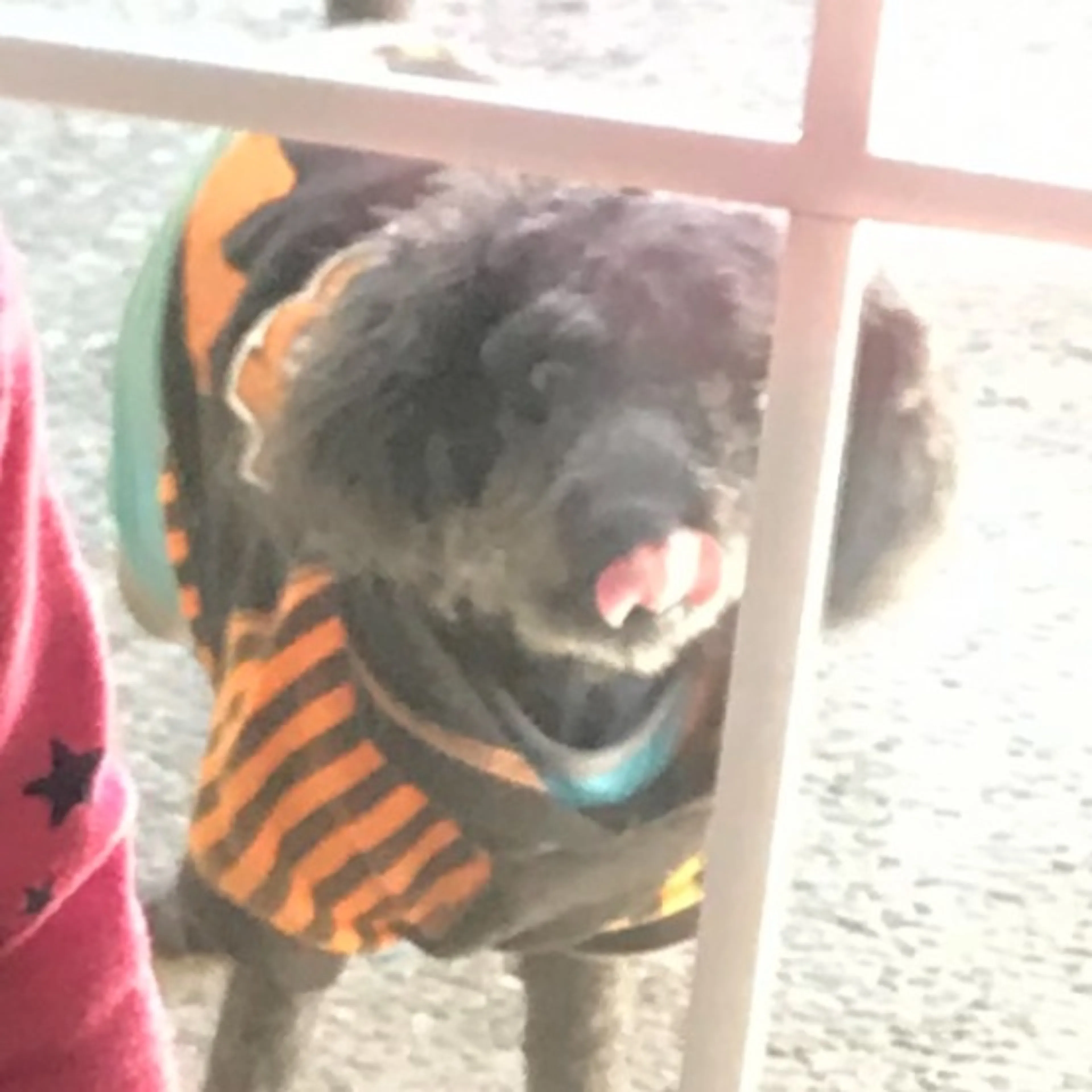 Lost pet