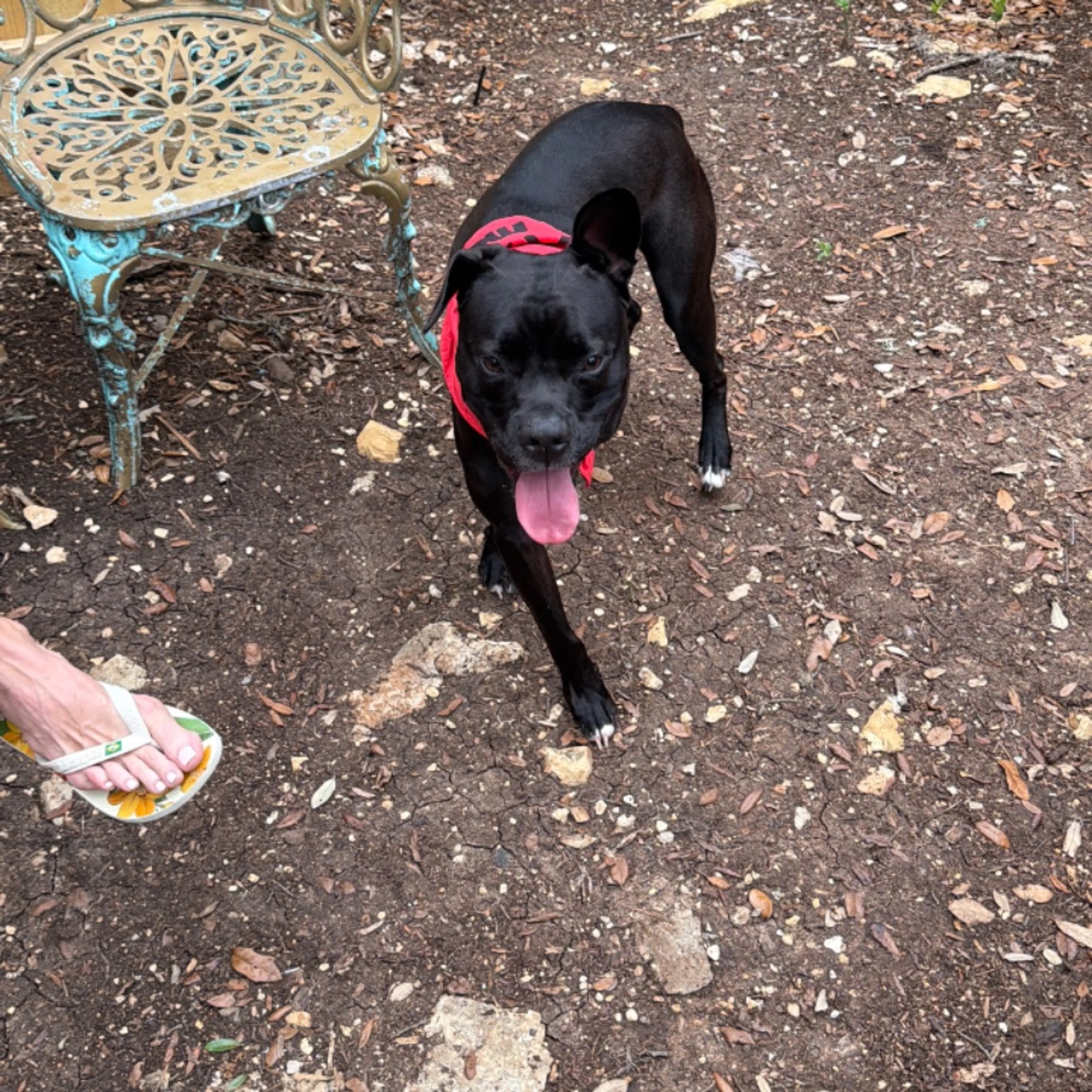 Lost pet