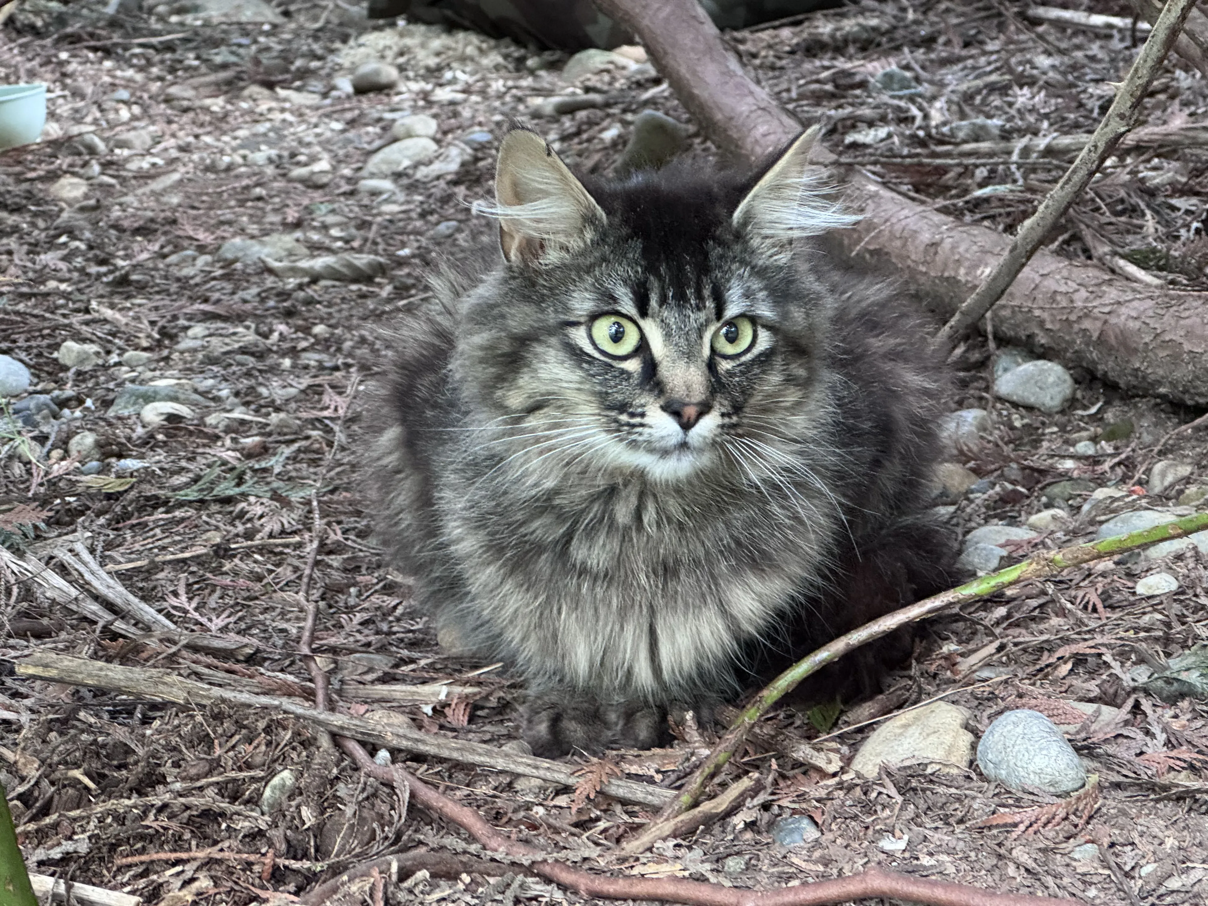 Lost pet