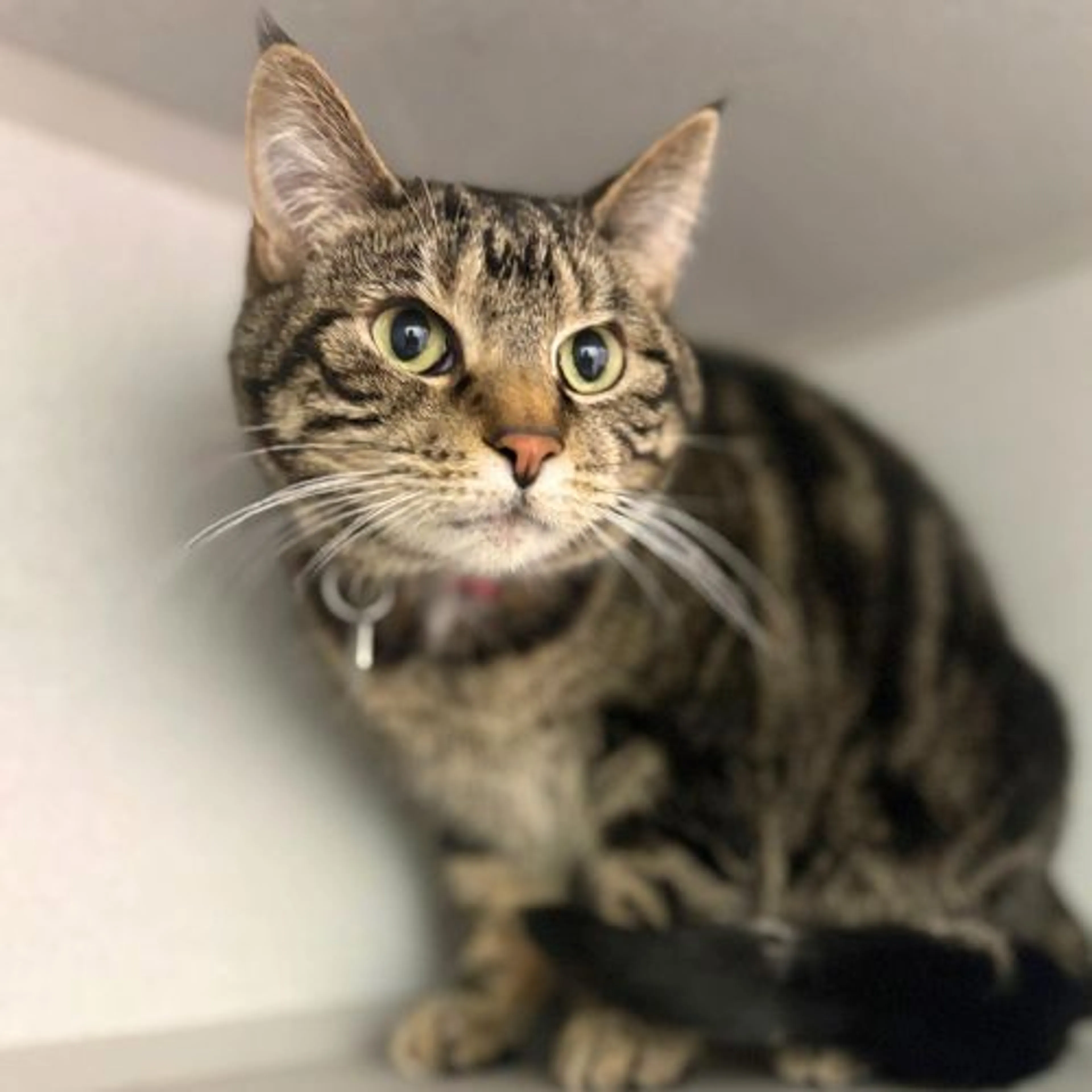 Found pet