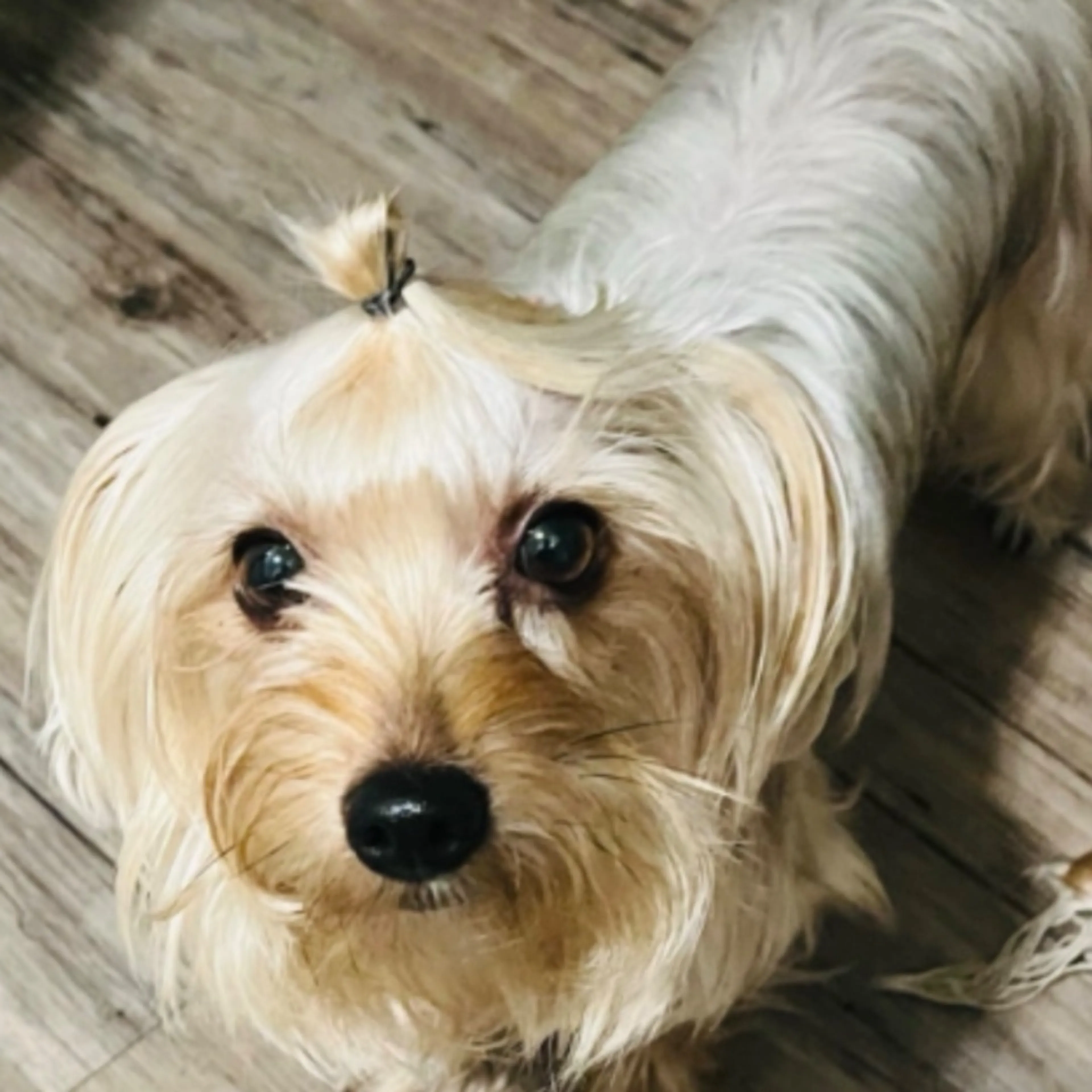 Lost pet