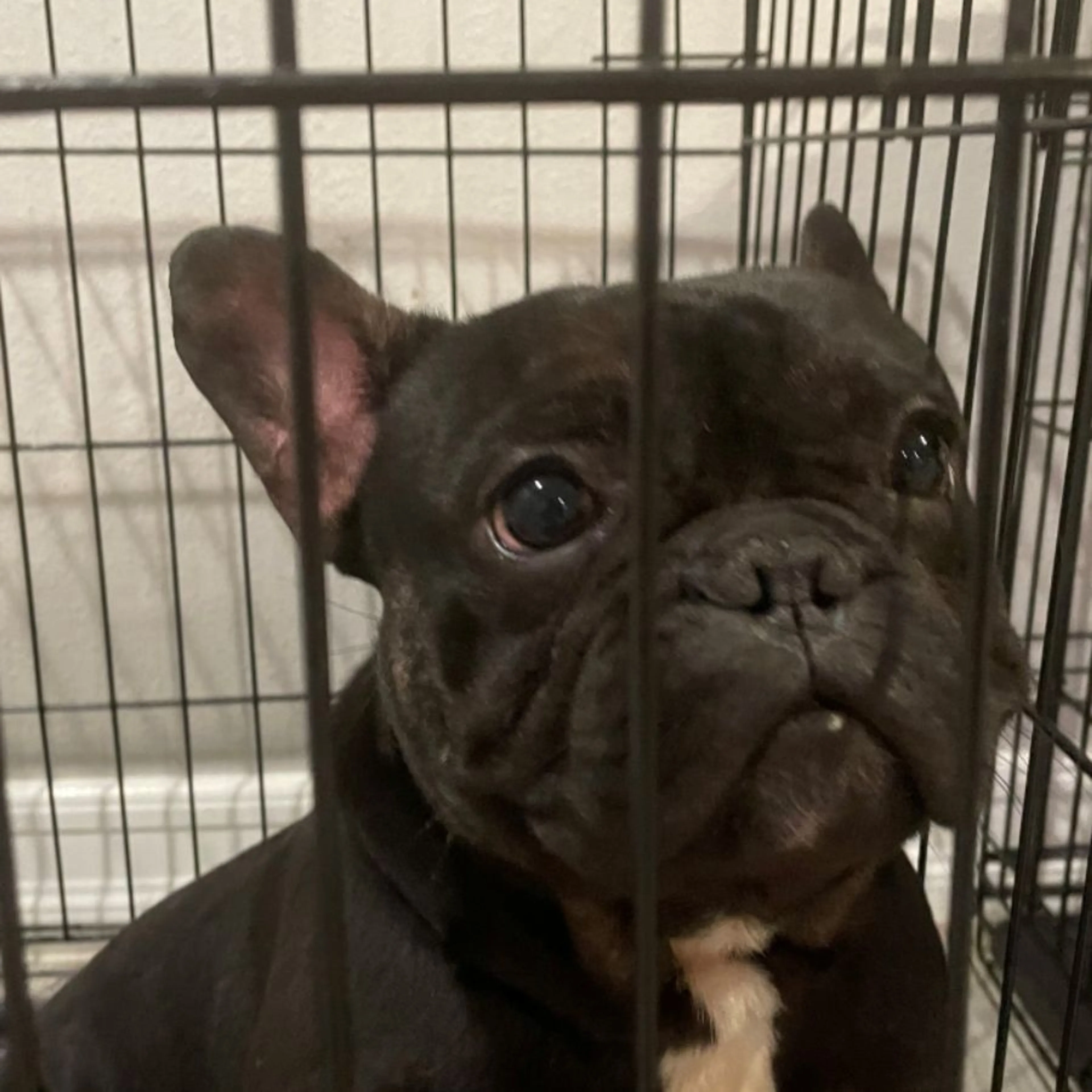 Lost pet