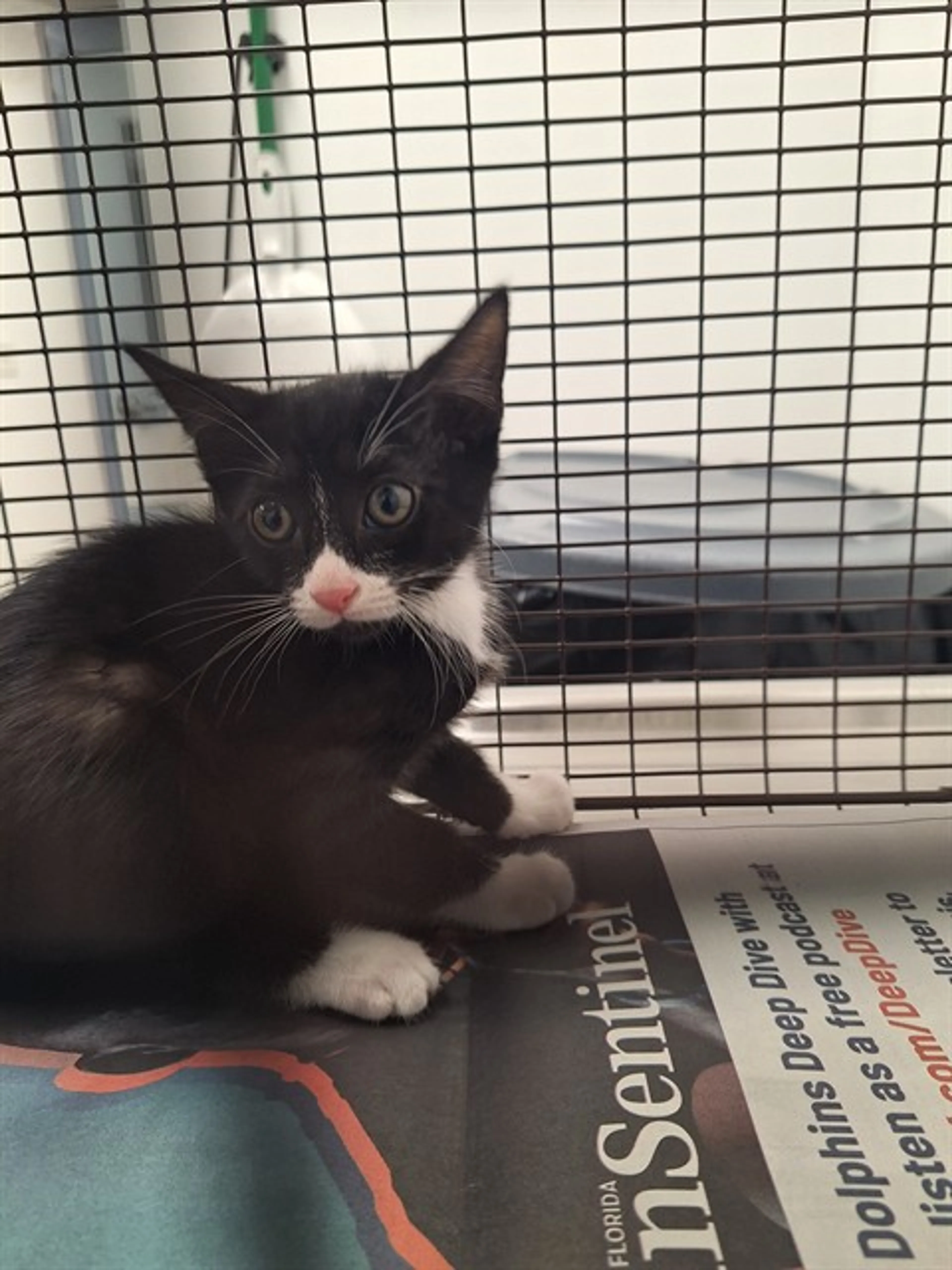 Found pet