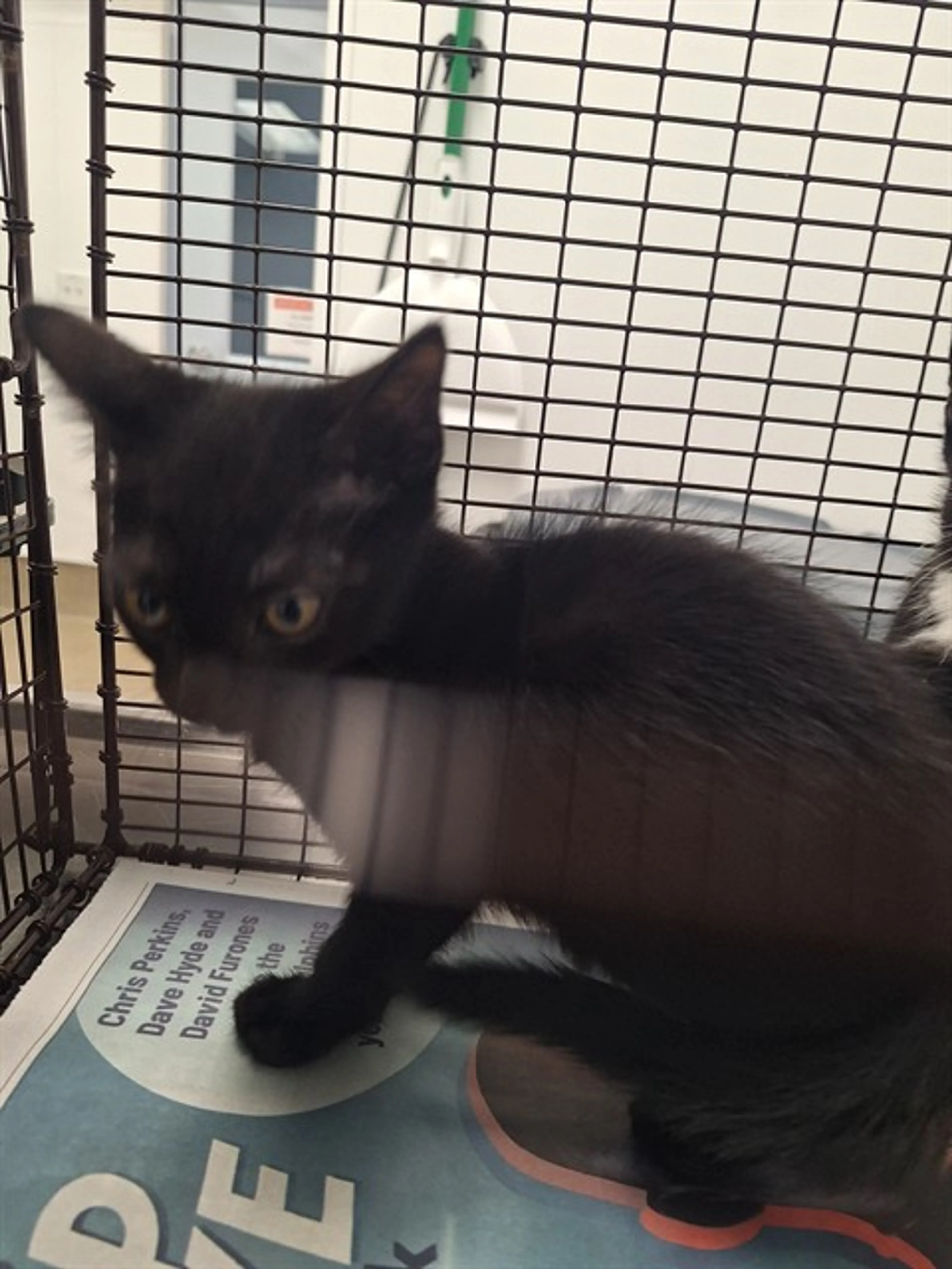 Found pet