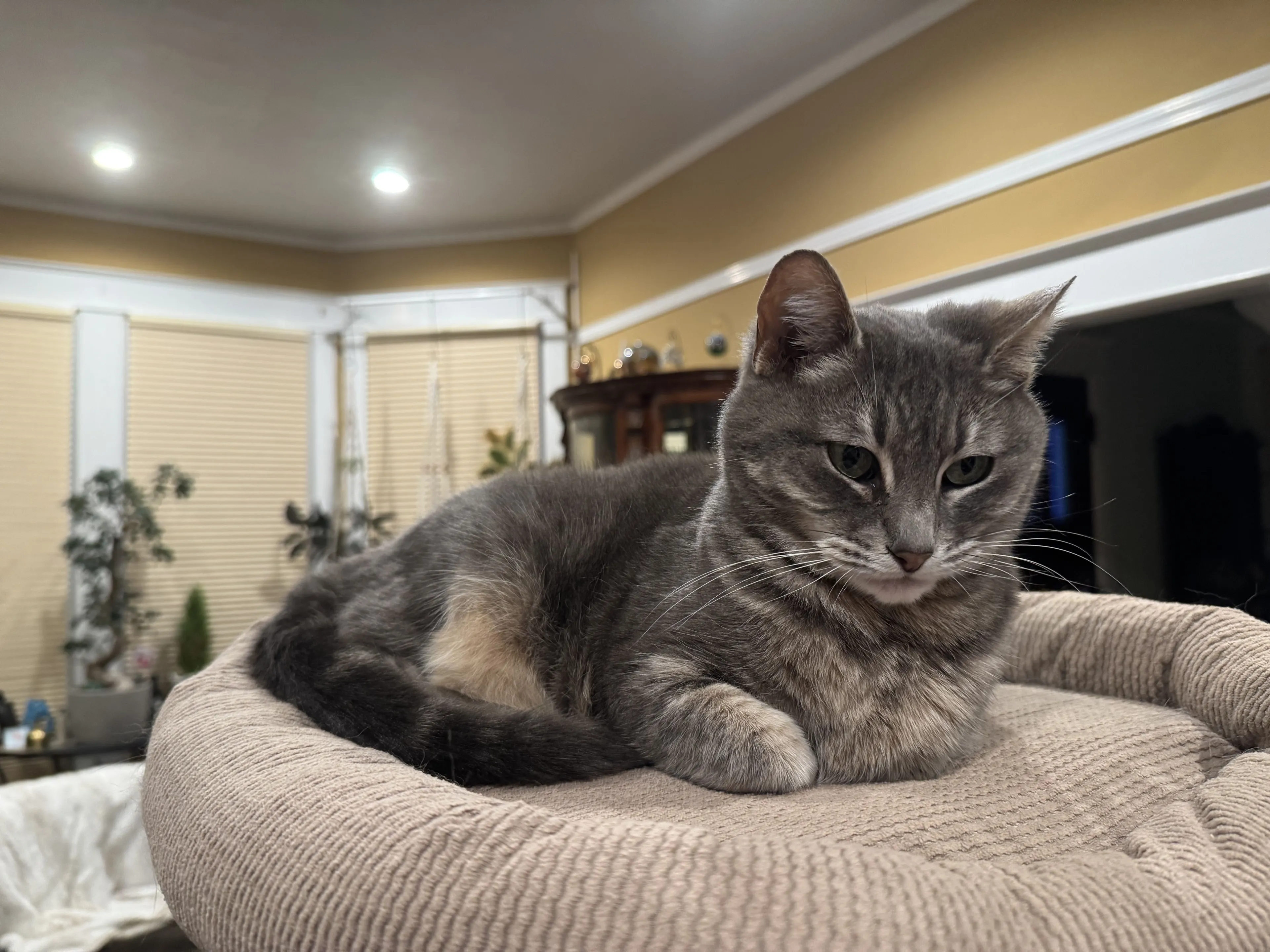 Lost pet-1