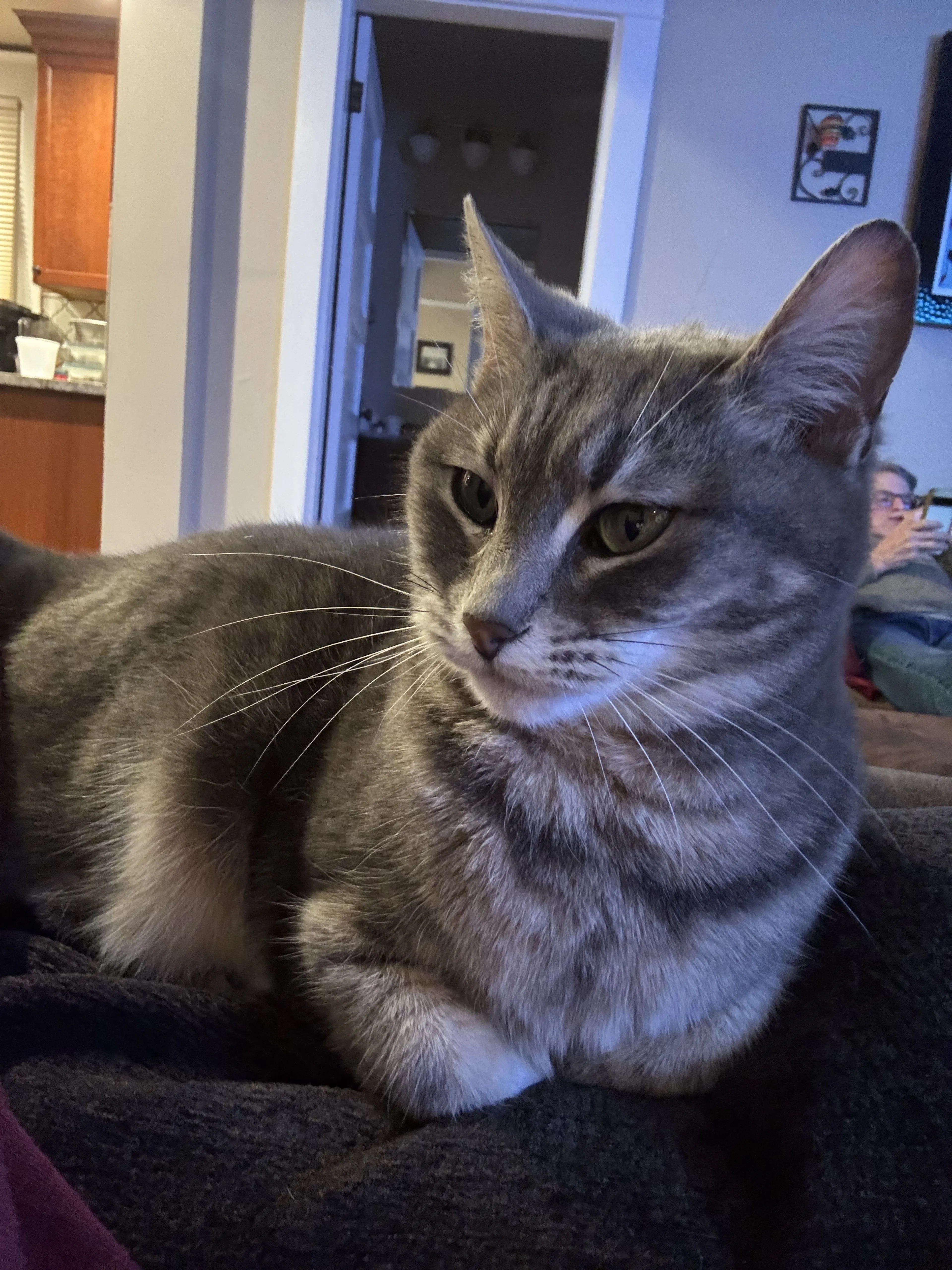 Lost pet-2
