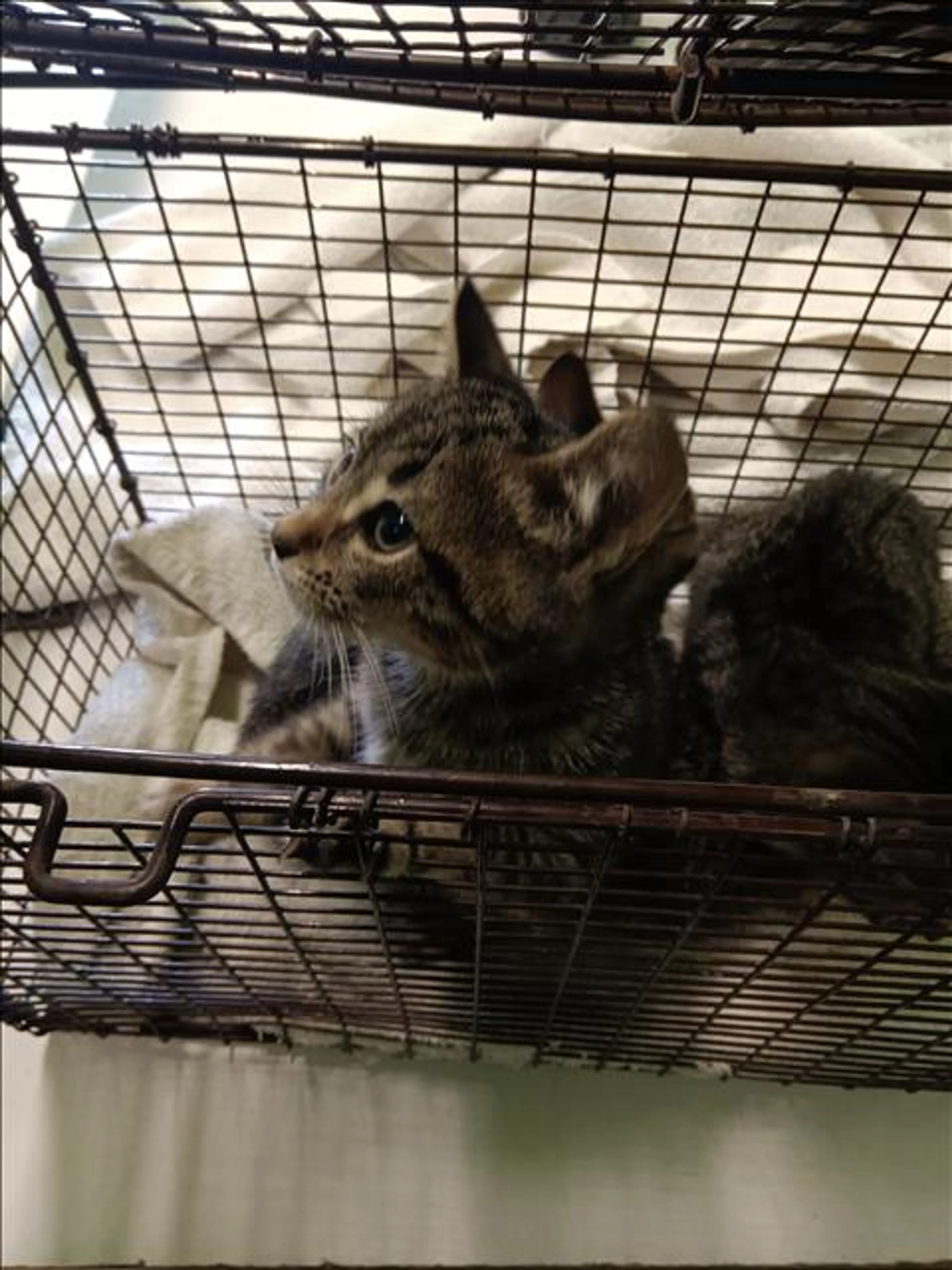 Found pet
