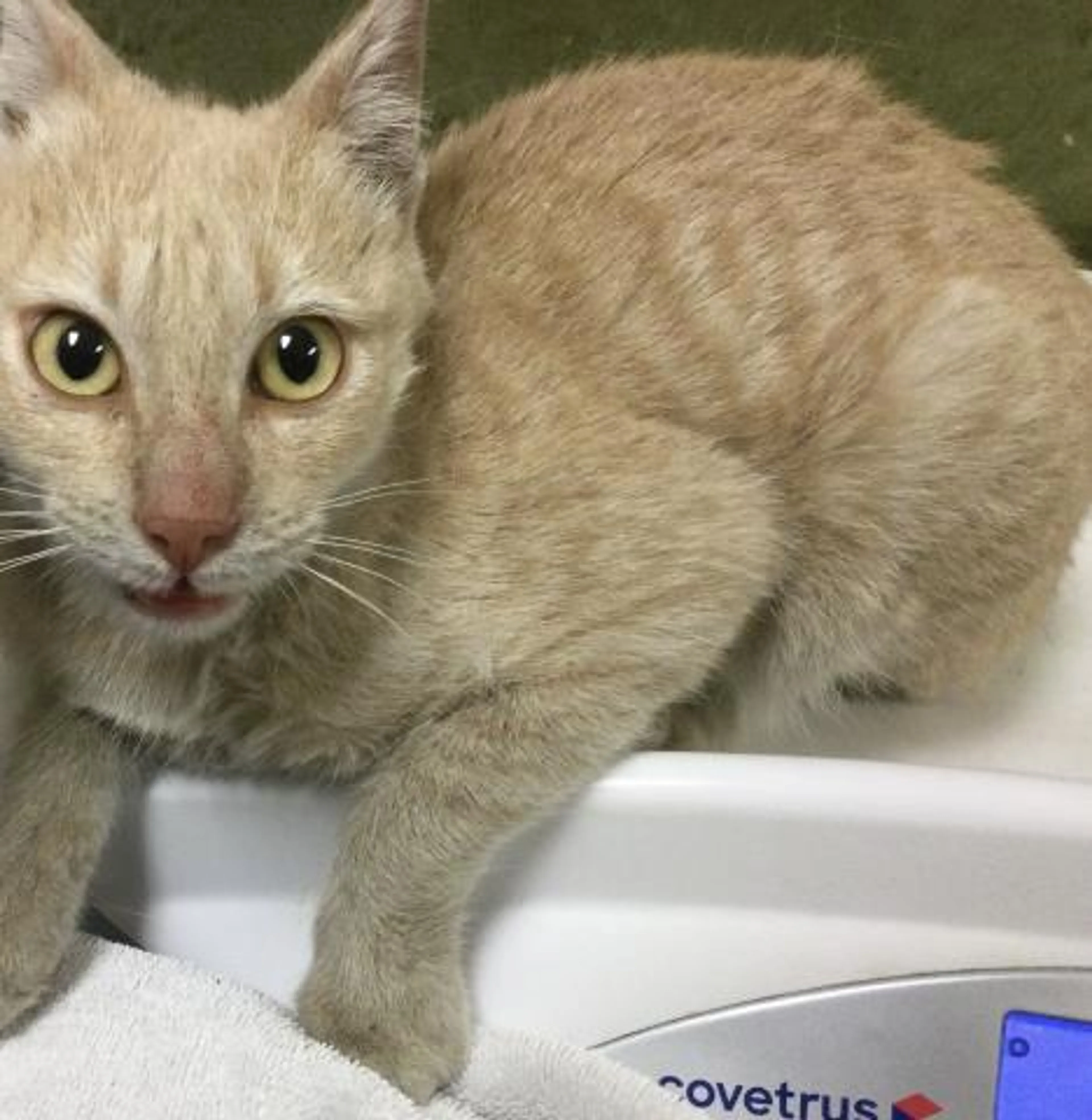 Found pet