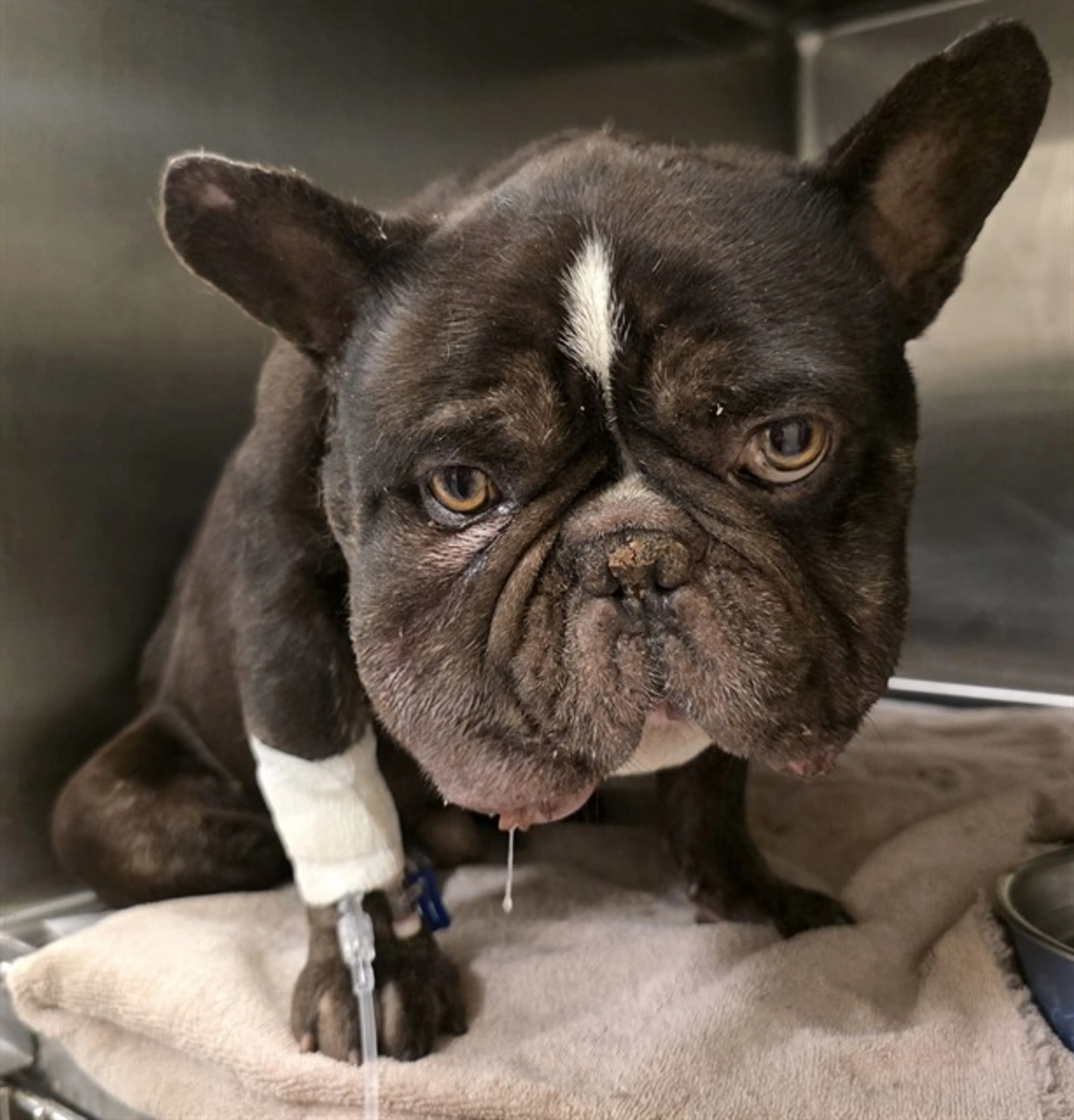 Found pet