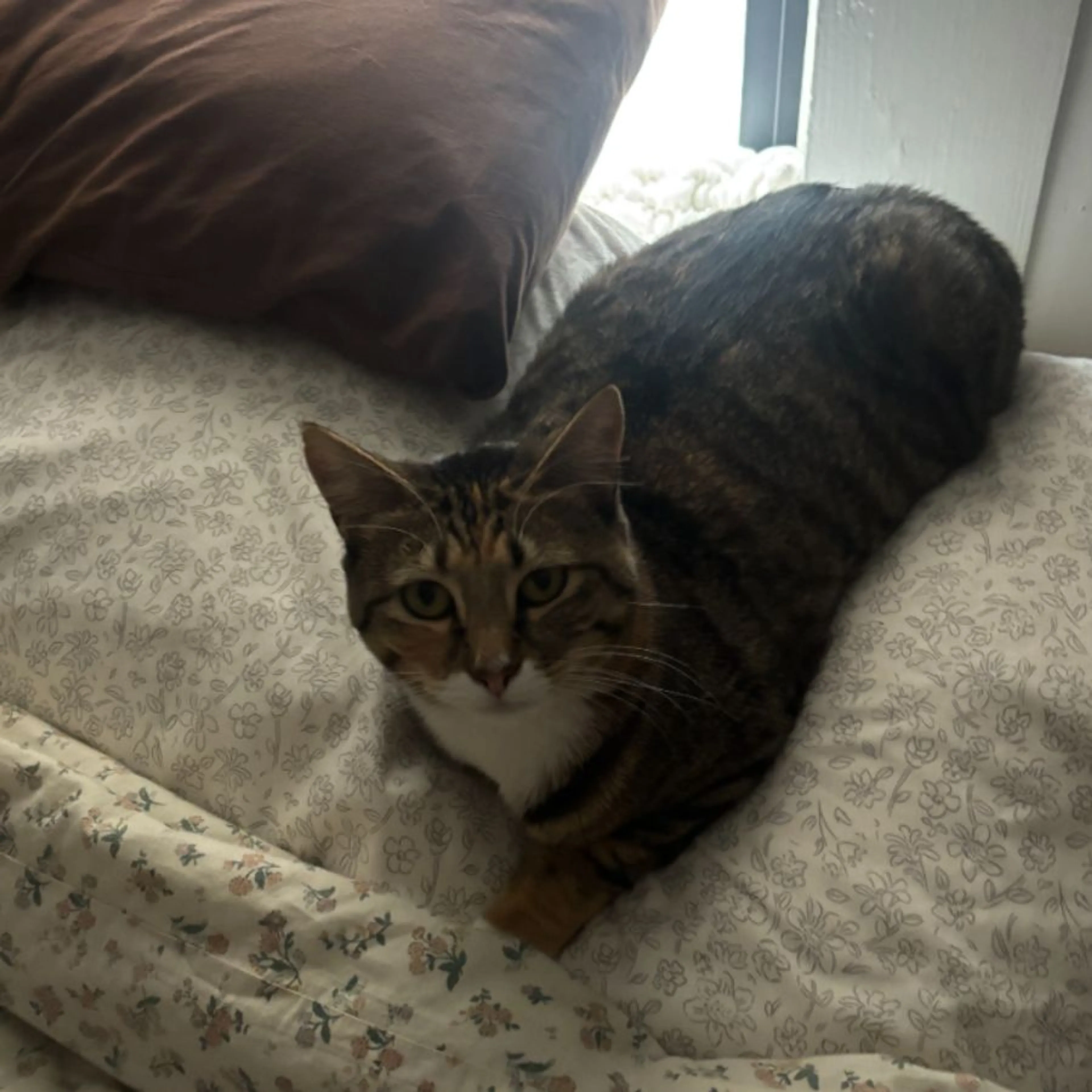 Lost pet