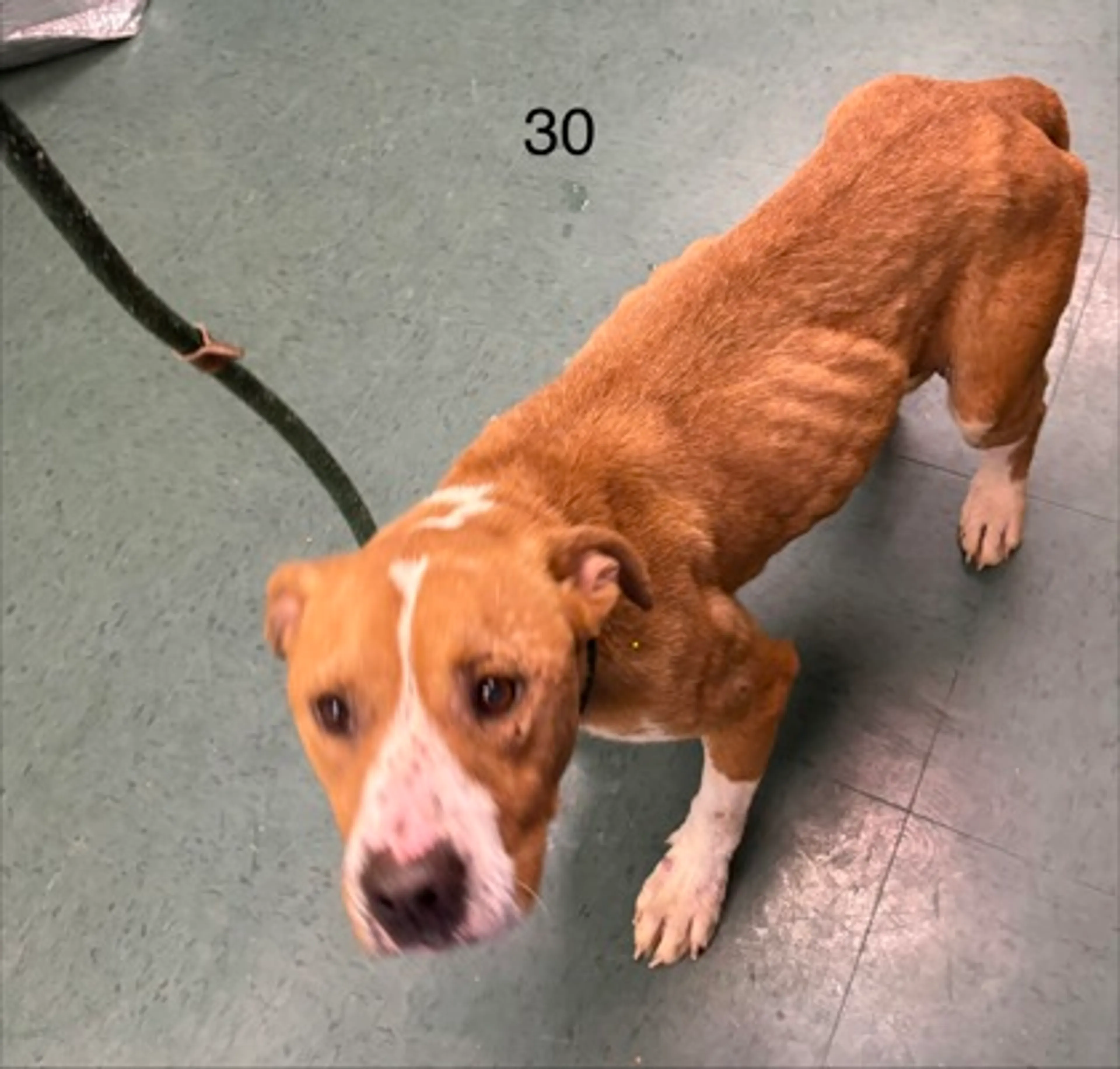 Found pet