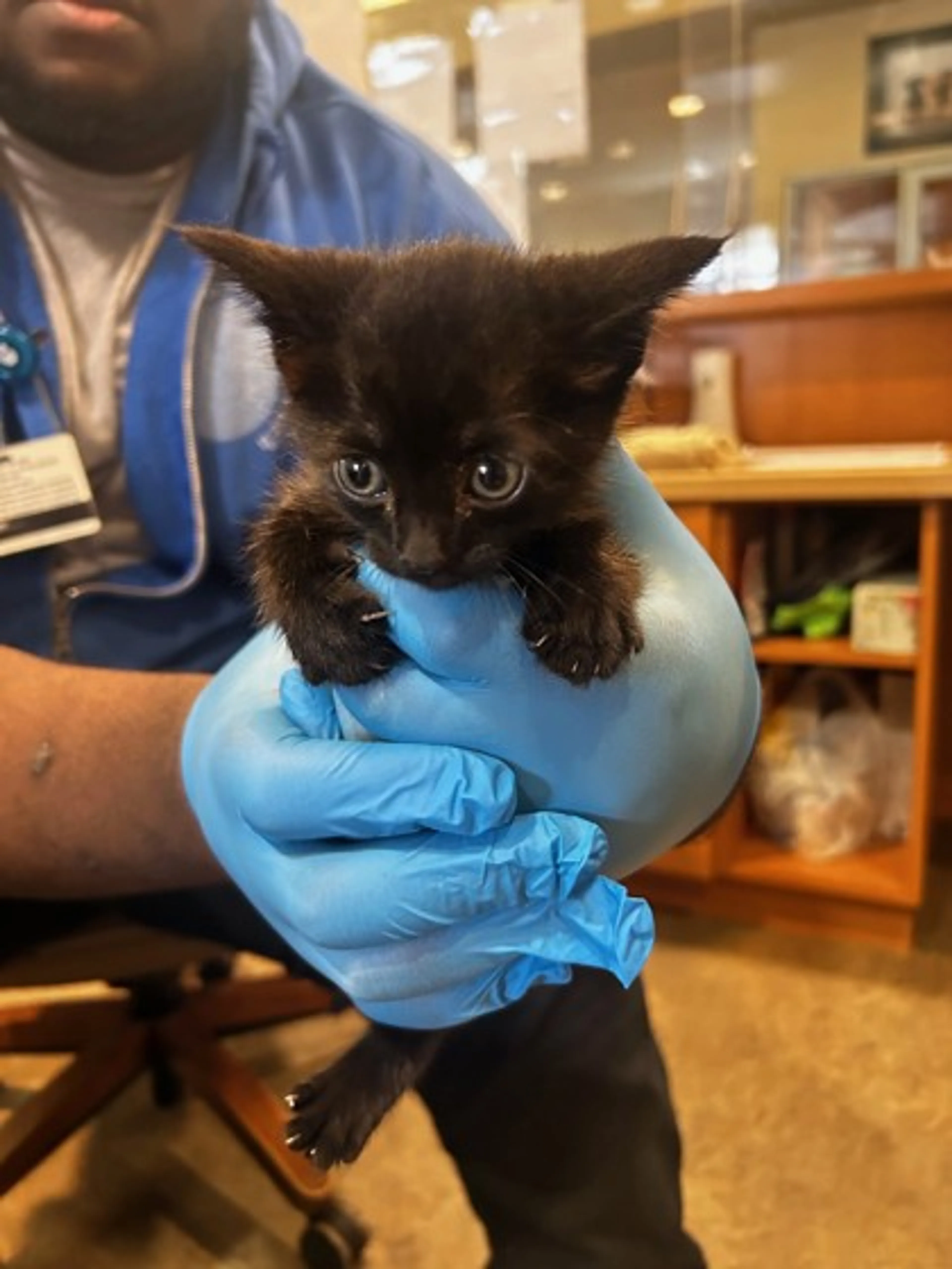 Found pet-1