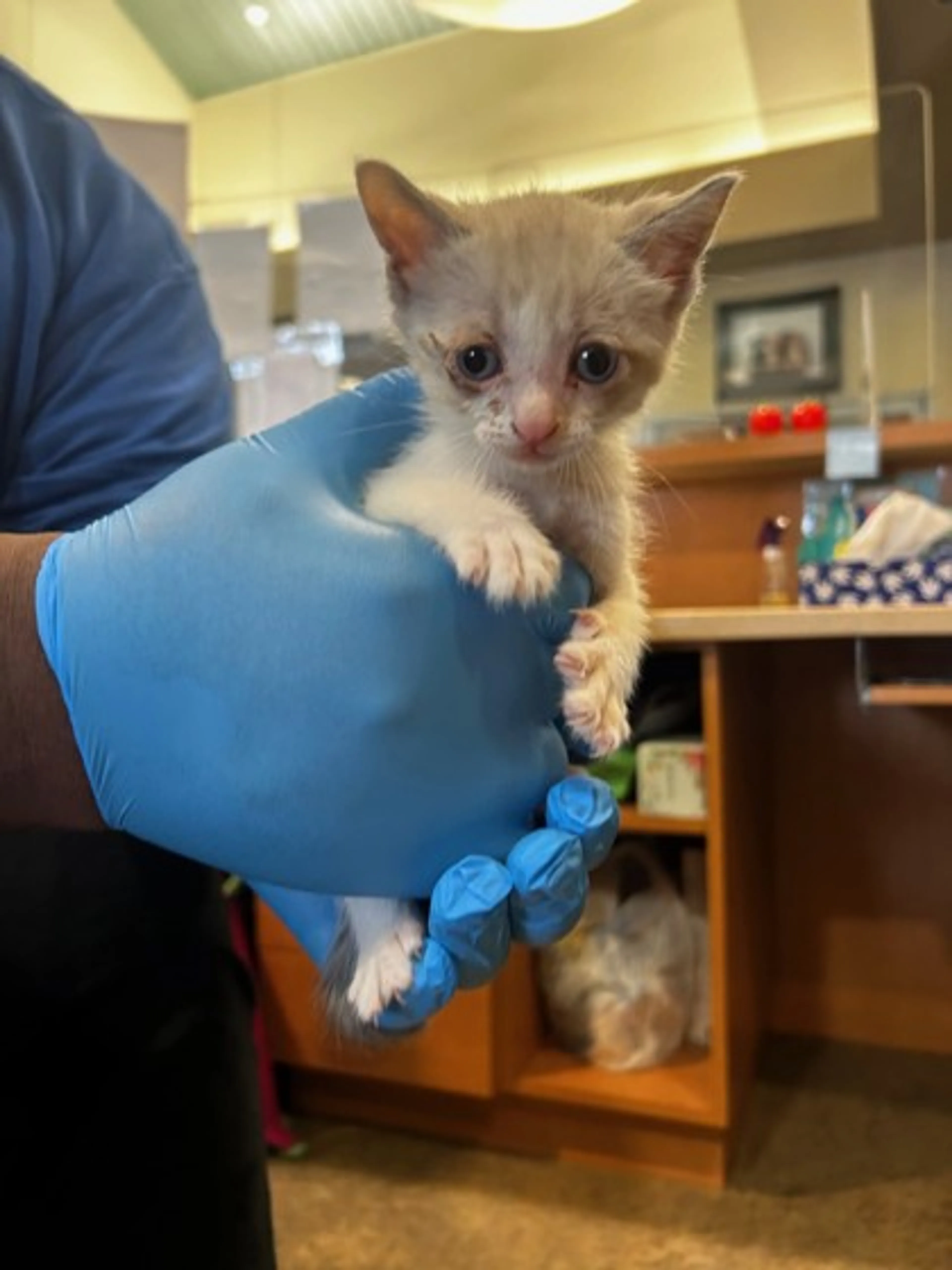Found pet-1