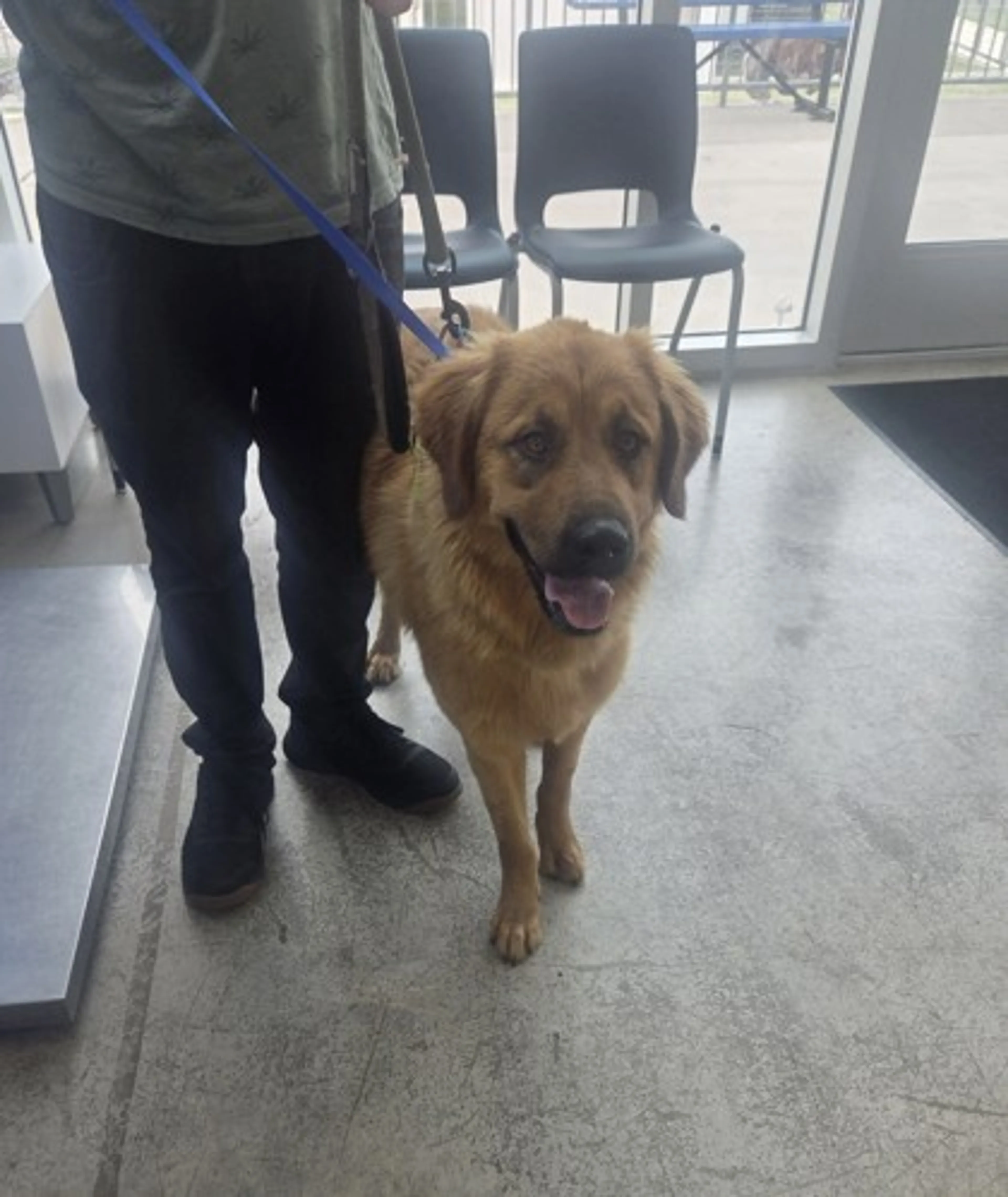Found pet-1