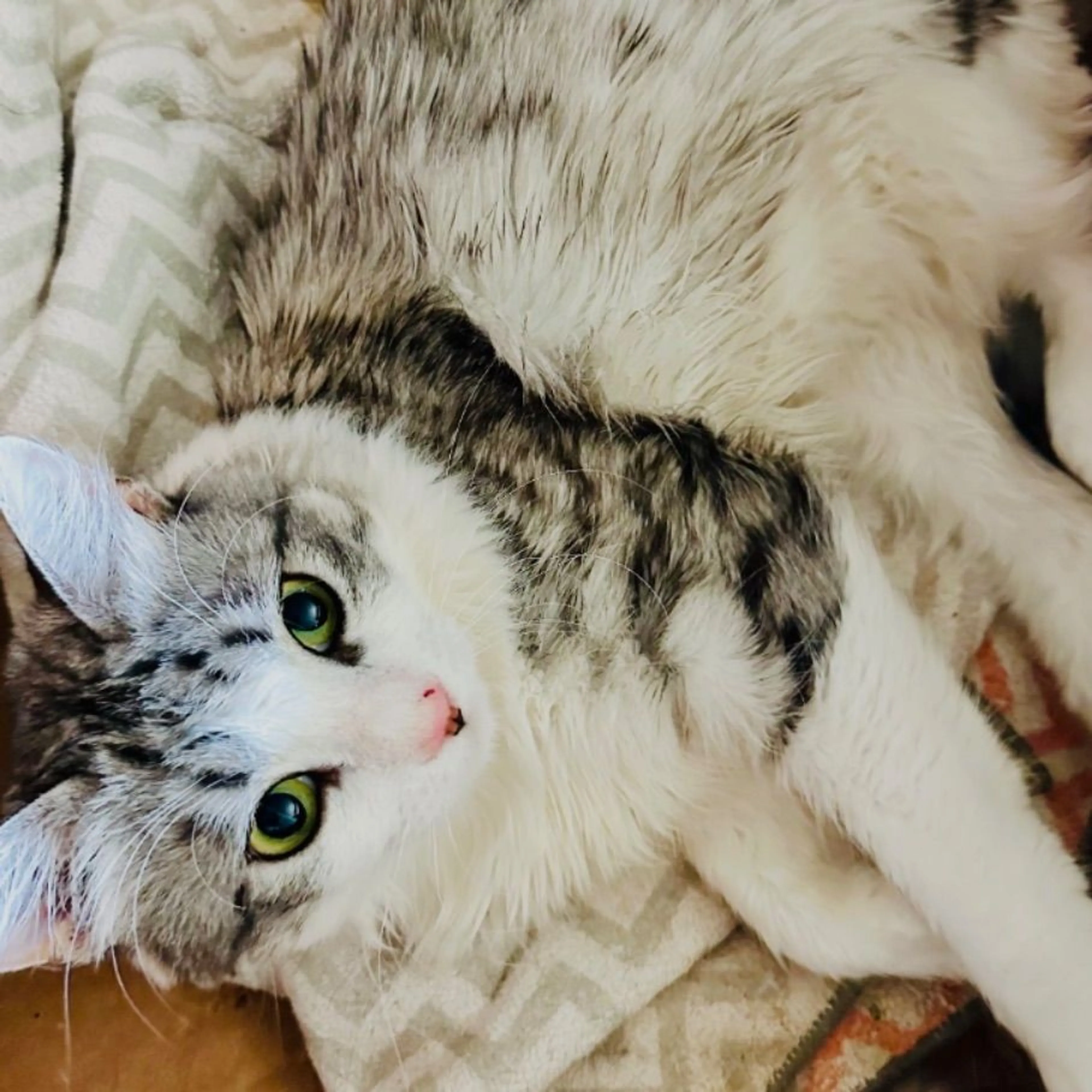 Lost pet