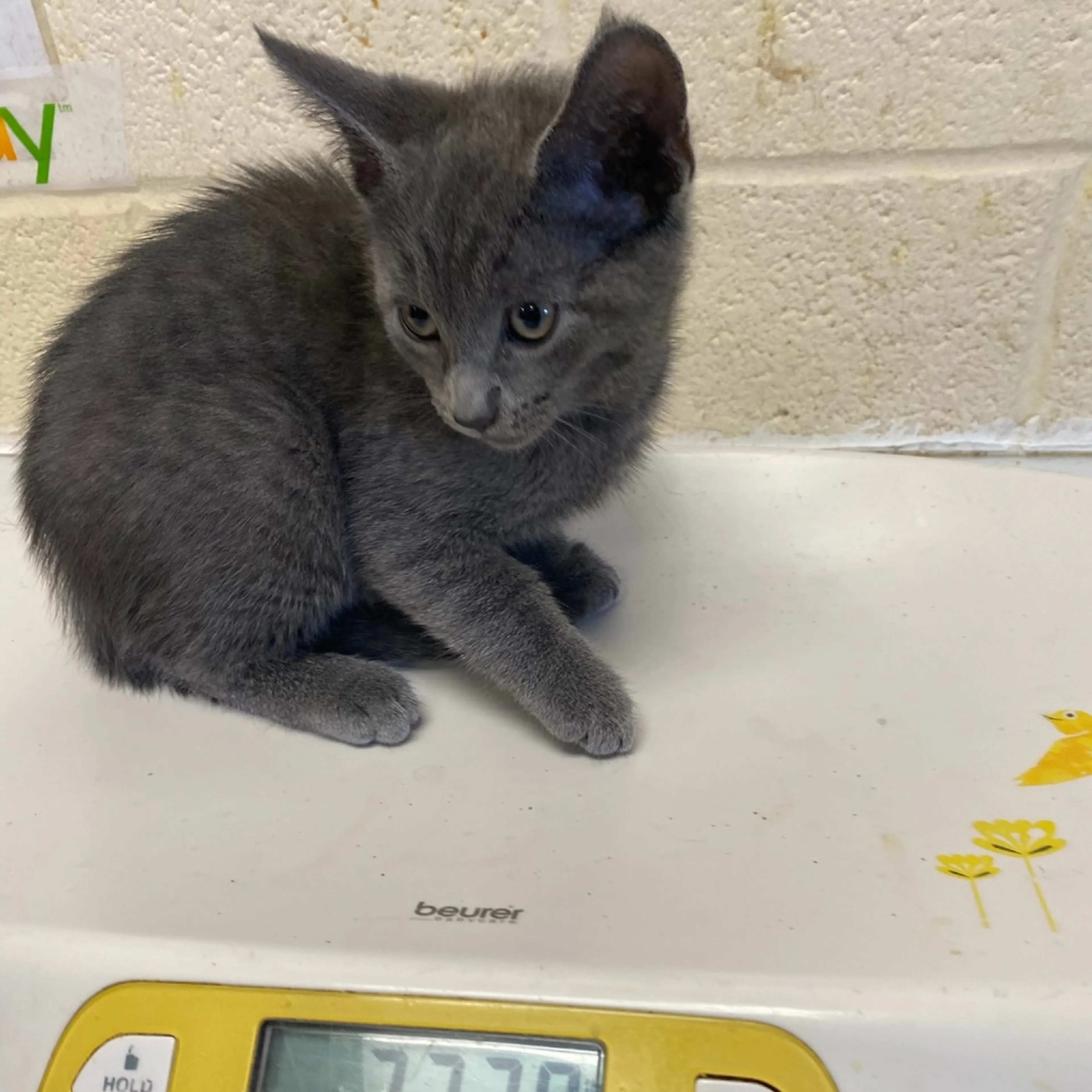 Found pet