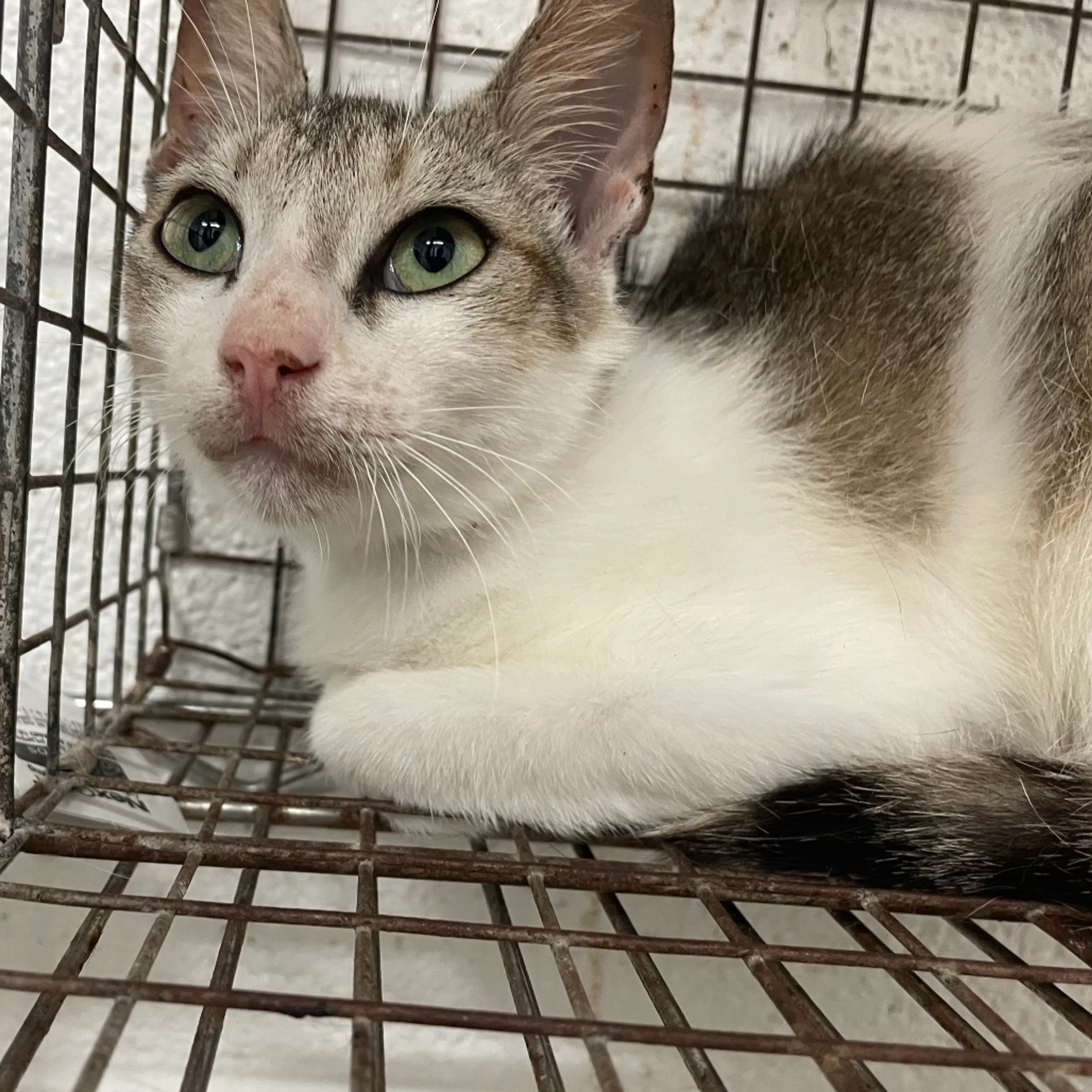 Found pet-1