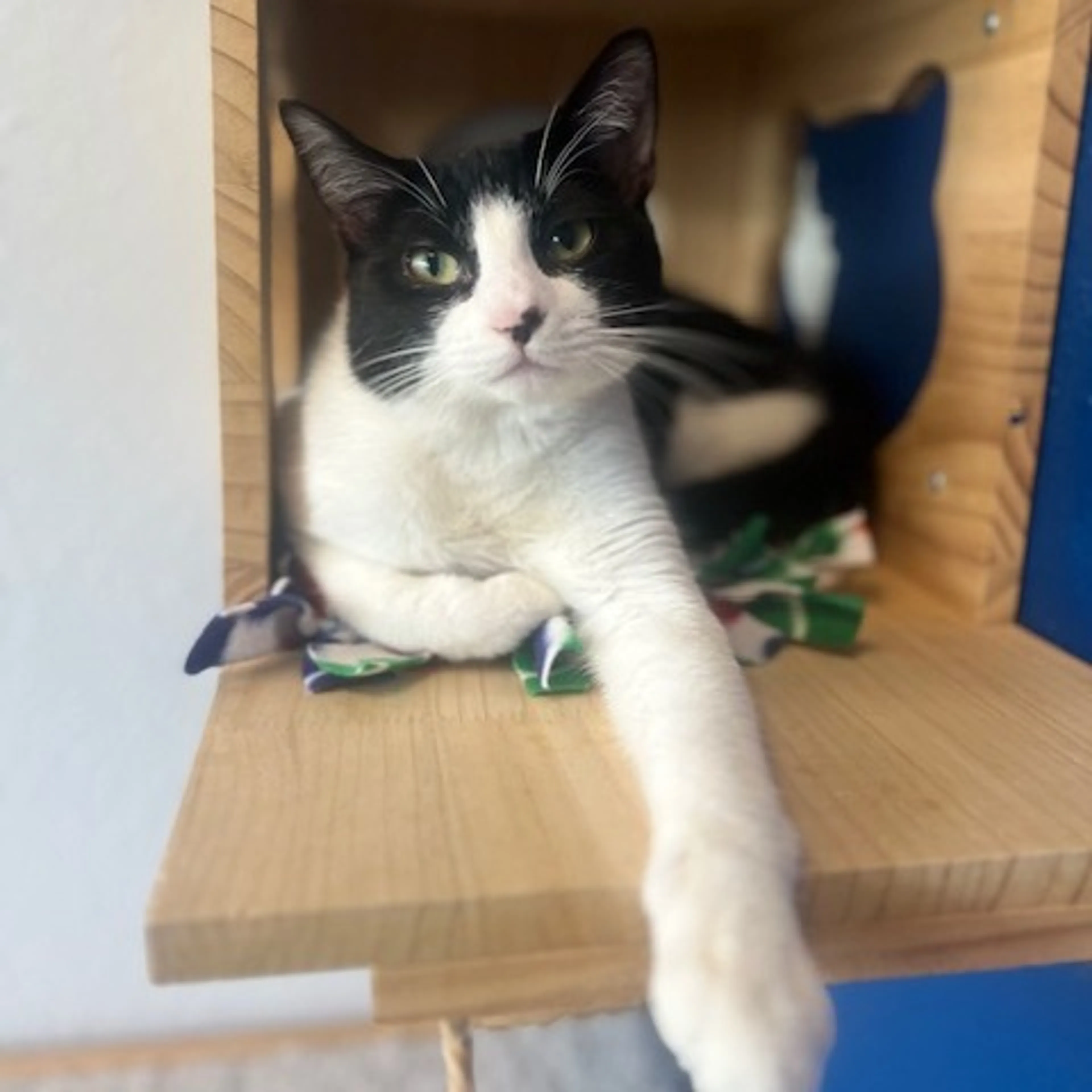 Found pet-1