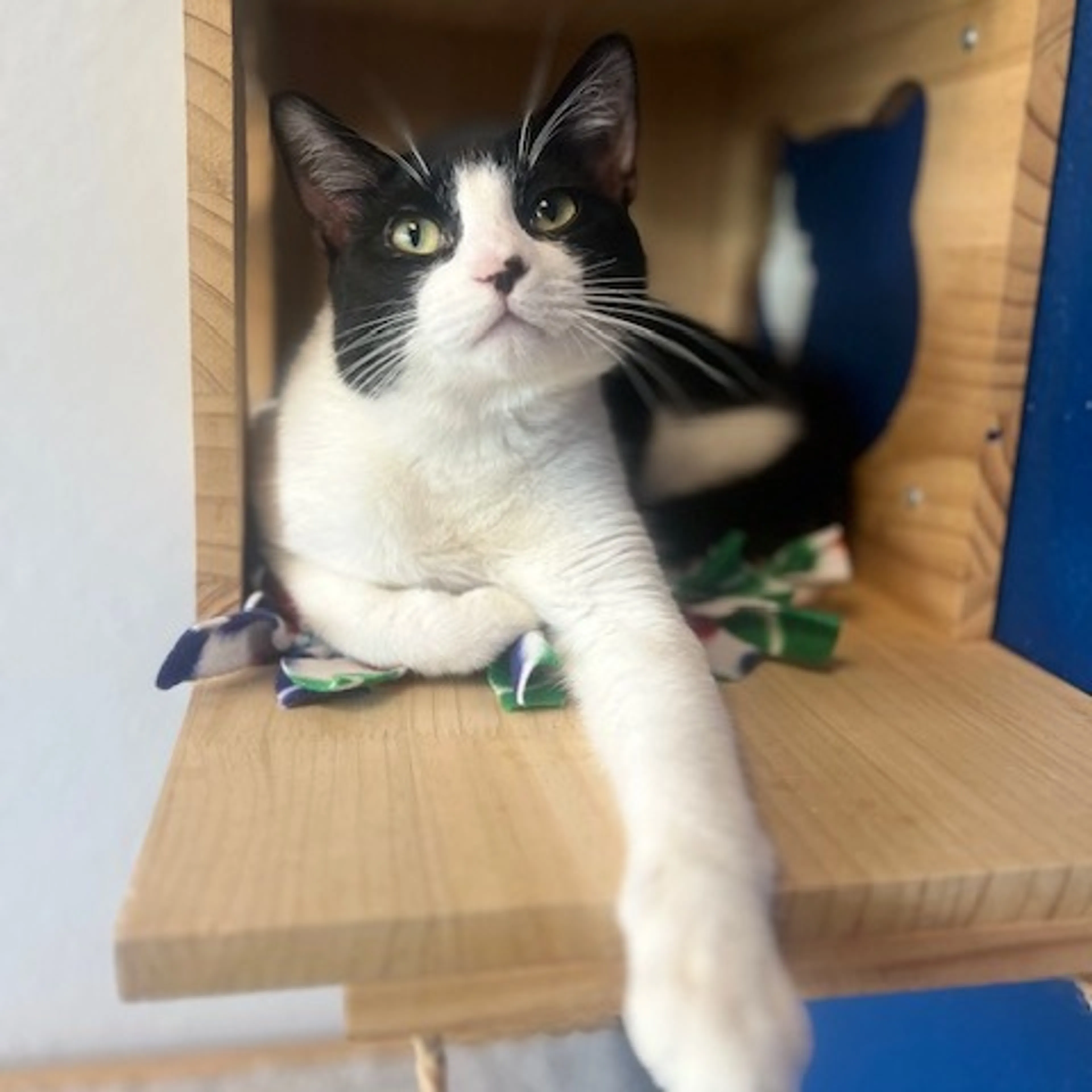 Found pet-0